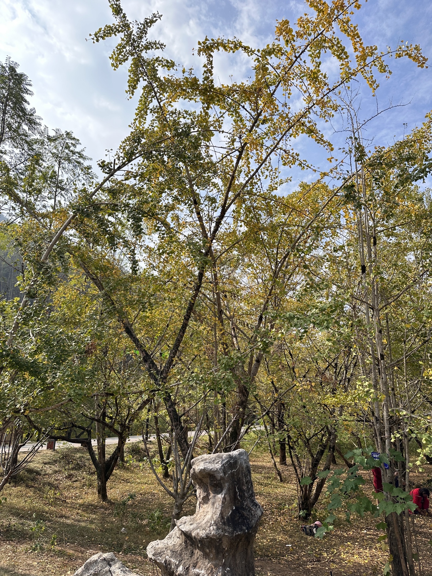 连南千亩银杏林旅行图片 2