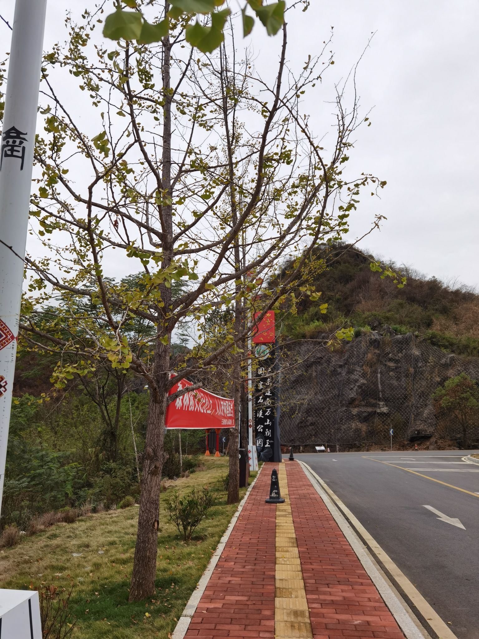 连南千亩银杏林旅行图片 1