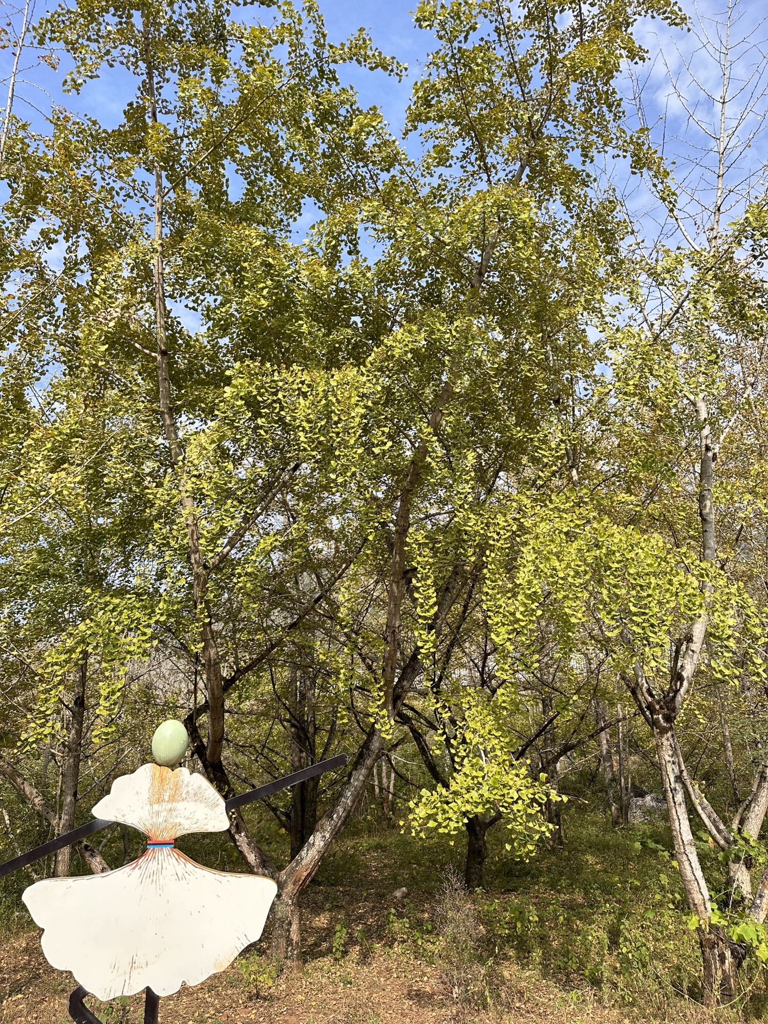 连南千亩银杏林旅行图片 3