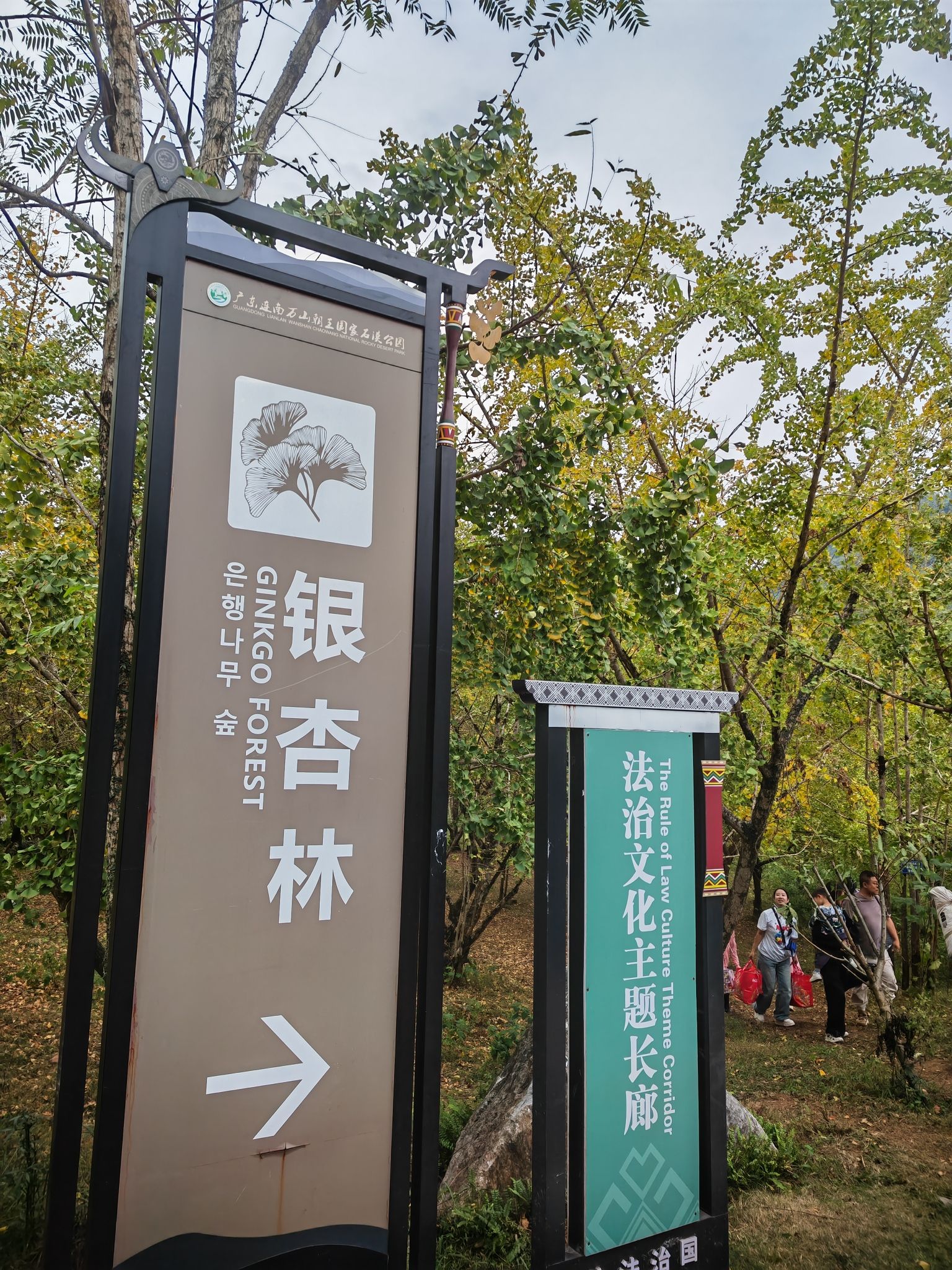 连南千亩银杏林旅行图片 2