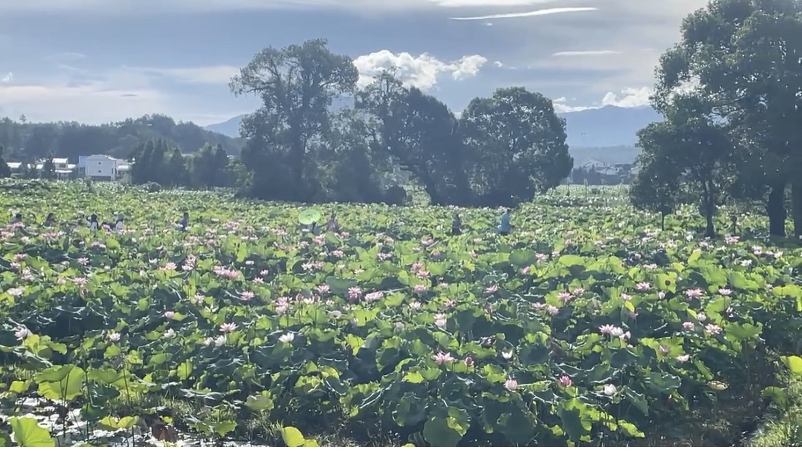 中国莲花景区