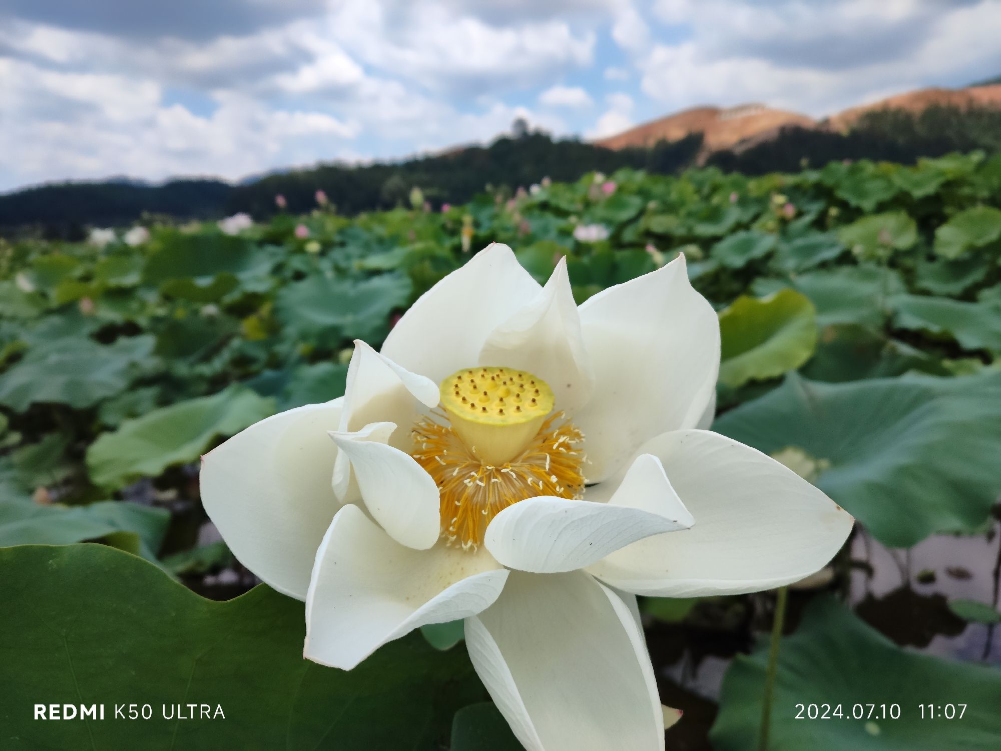 中国莲花景区(暂停开放)旅行图片 3