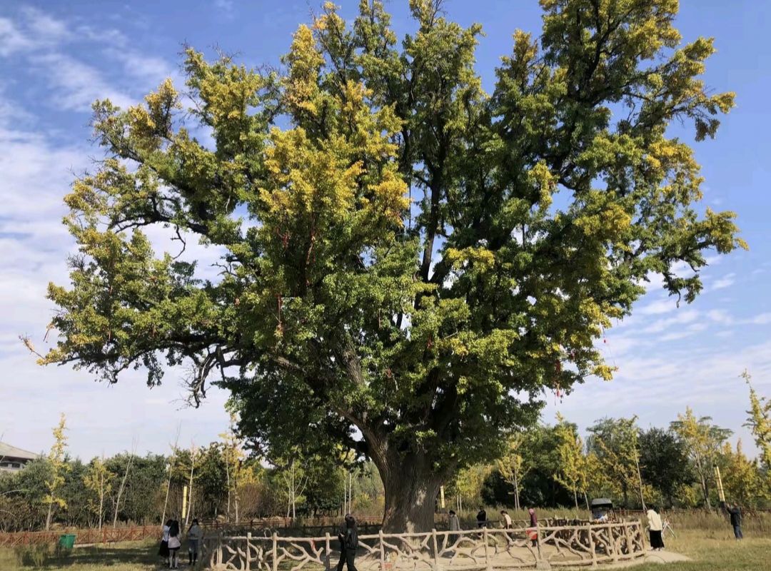 千年白果树旅行图片 2