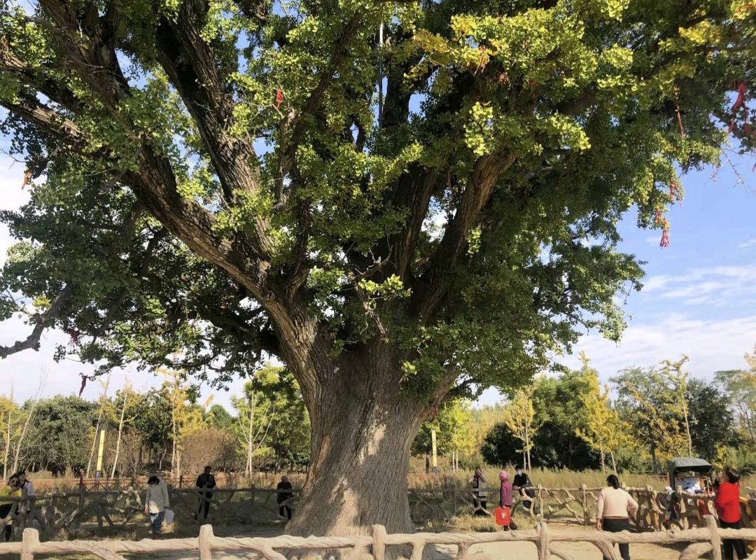 千年白果树旅行图片 1