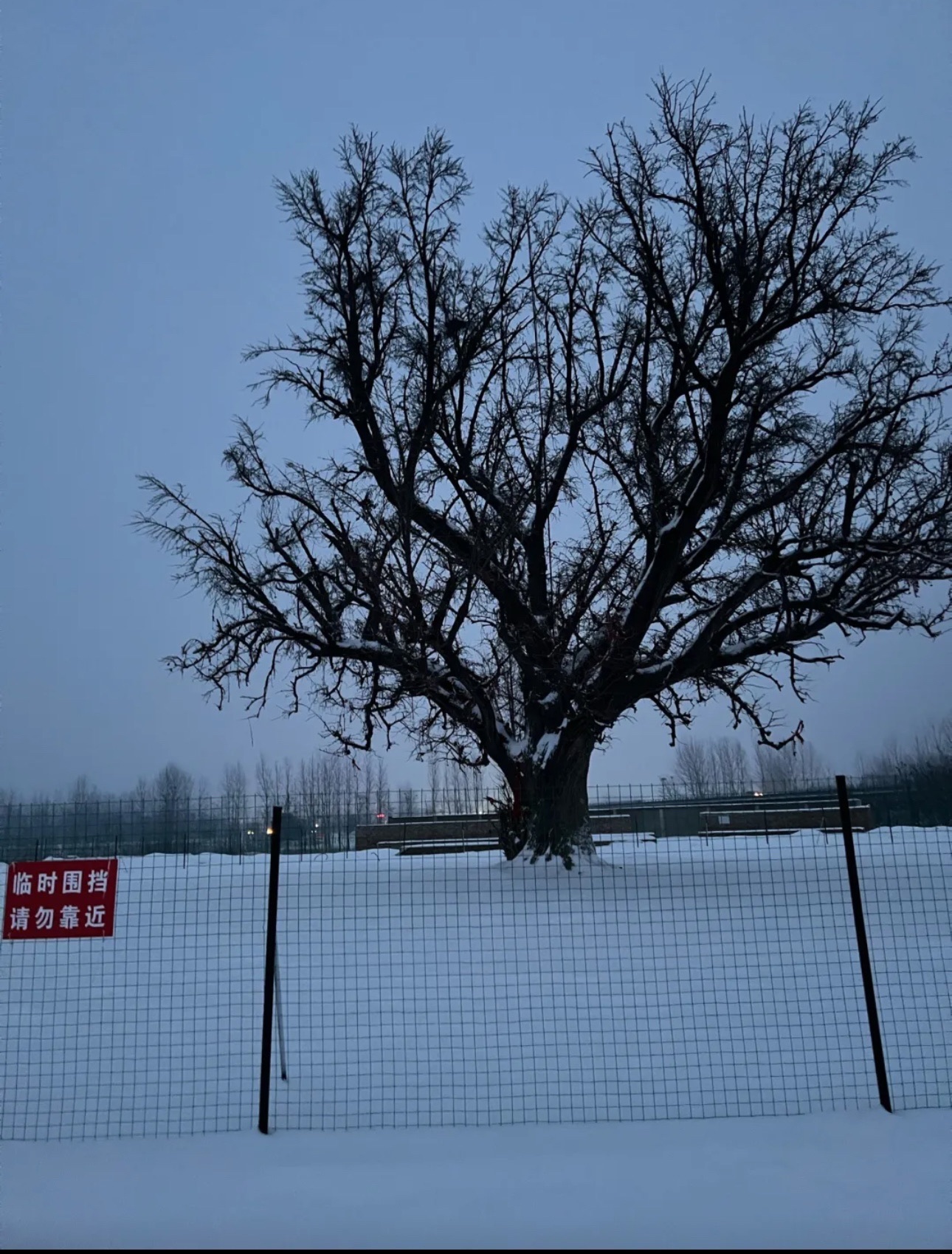 千年白果树旅行图片 2