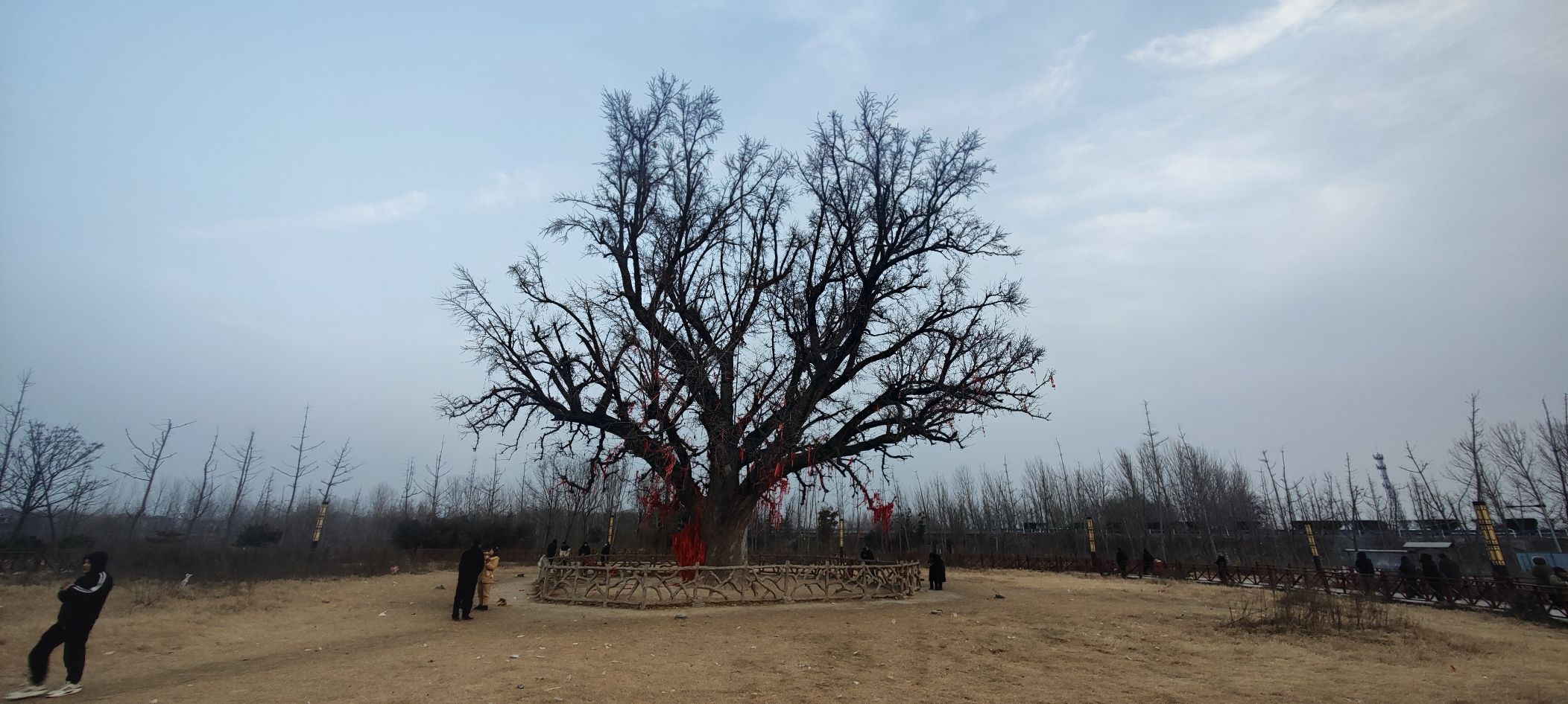 千年白果树旅行图片 3