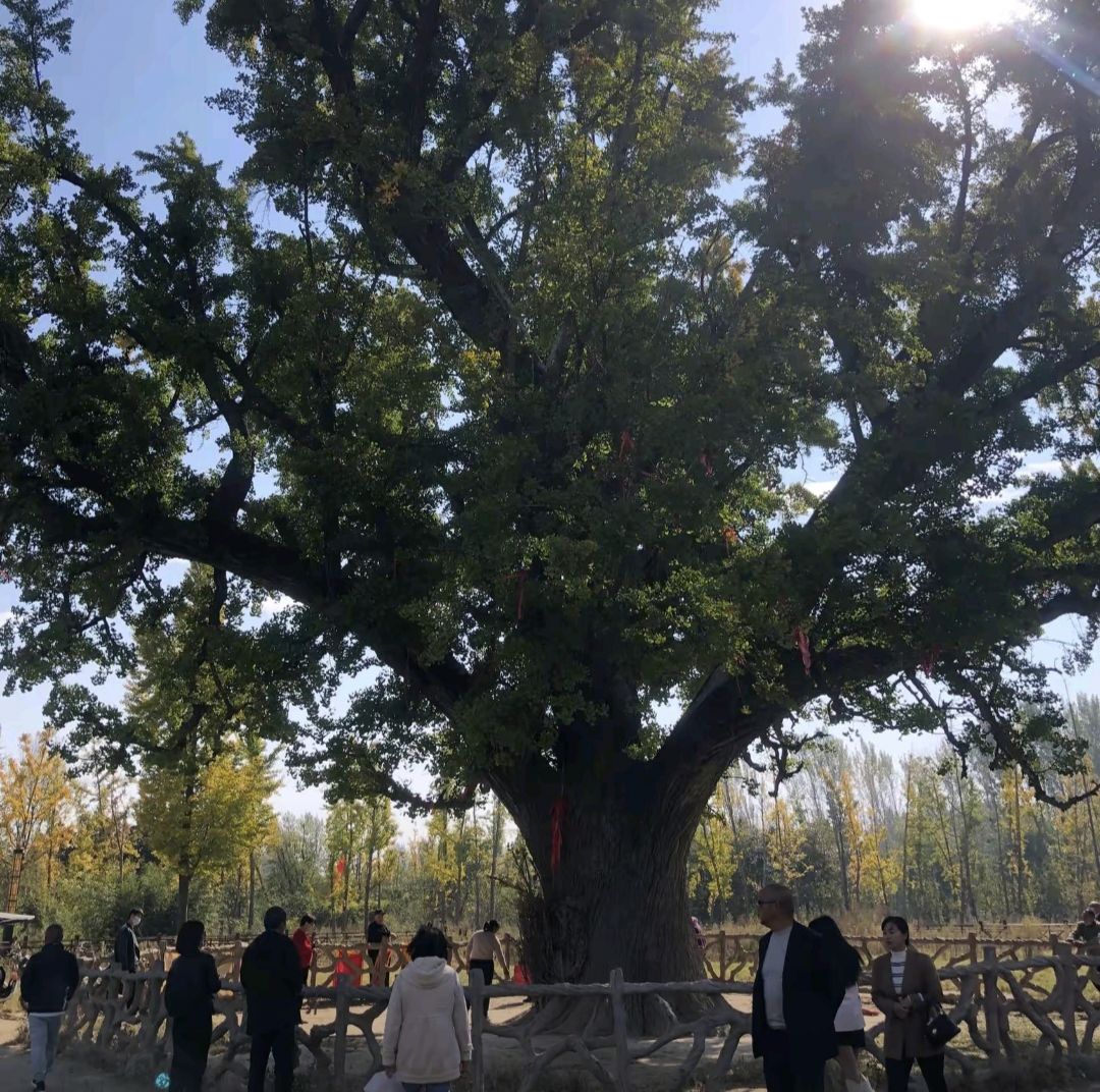 千年白果树旅行图片 3