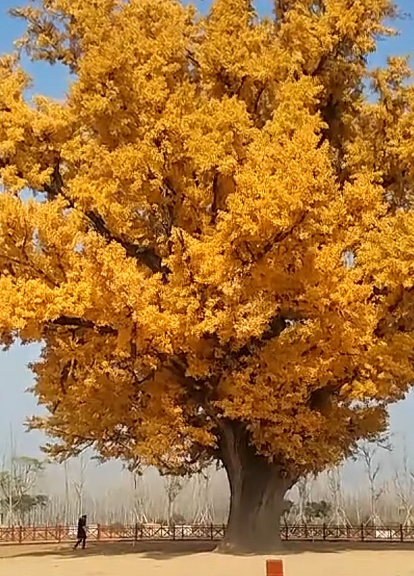 千年白果树旅行图片 2