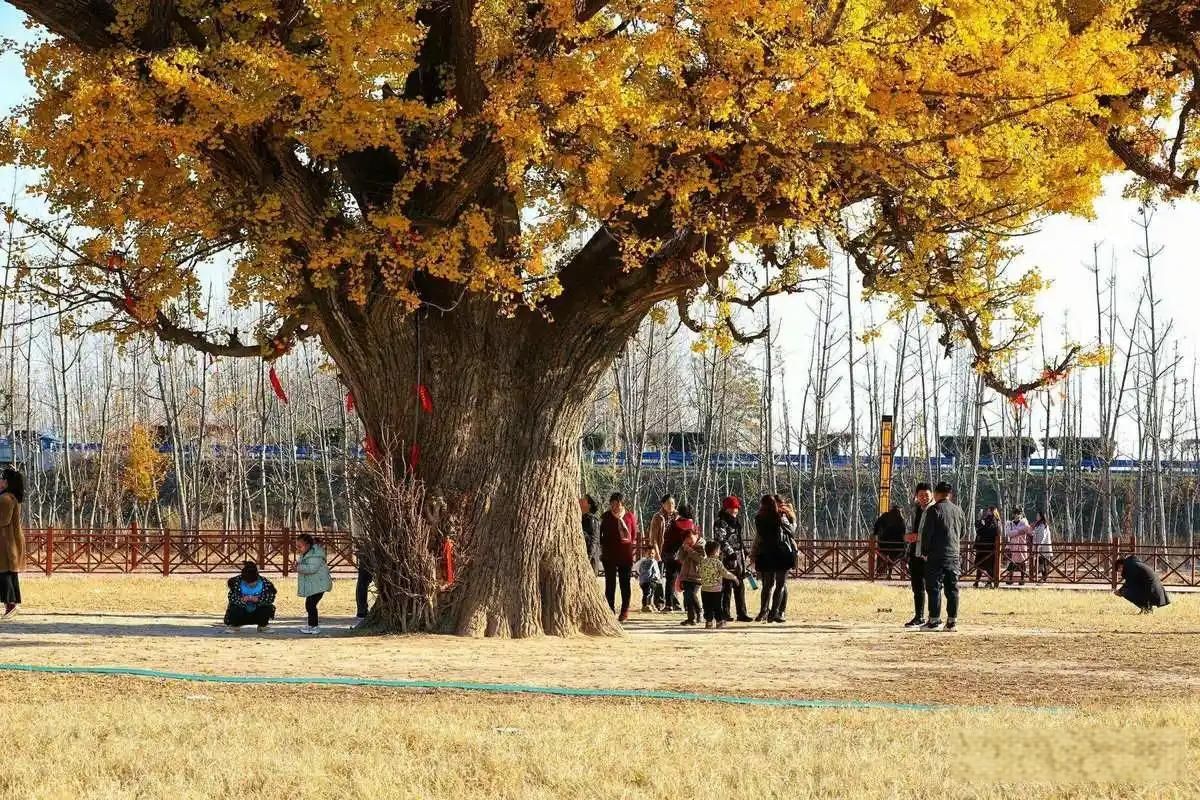 千年白果树旅行图片 1