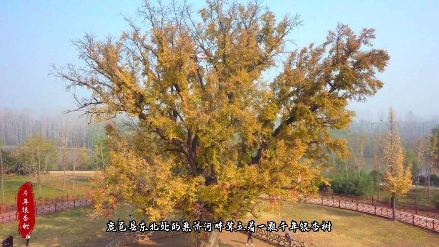 千年白果树旅行图片 3