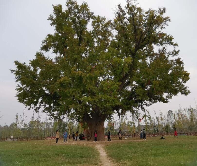千年白果树旅行图片 2