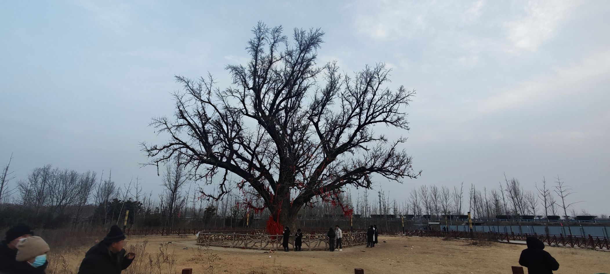 千年白果树旅行图片 2