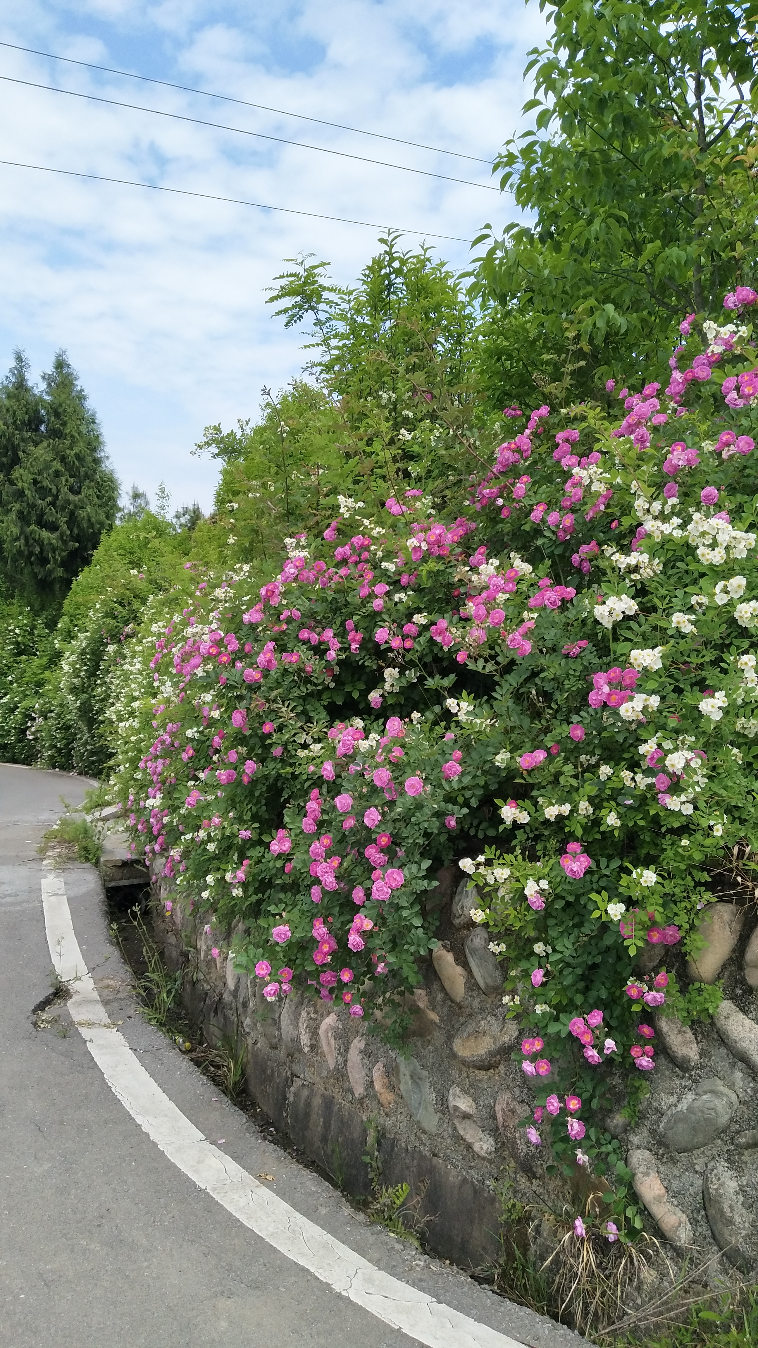 南阳山景区旅行图片 1
