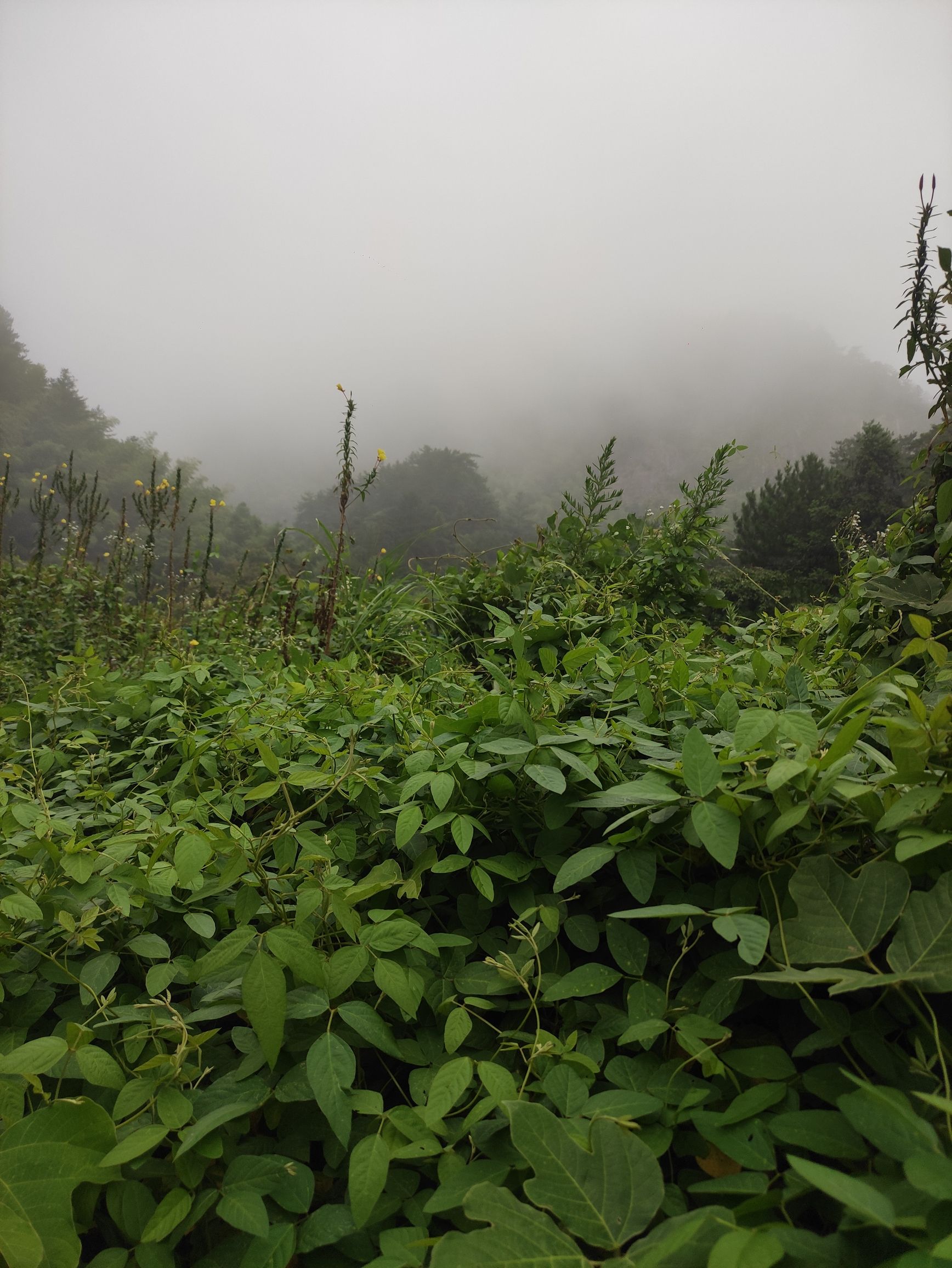 焦作大沙河玻璃栈道旅行图片 1
