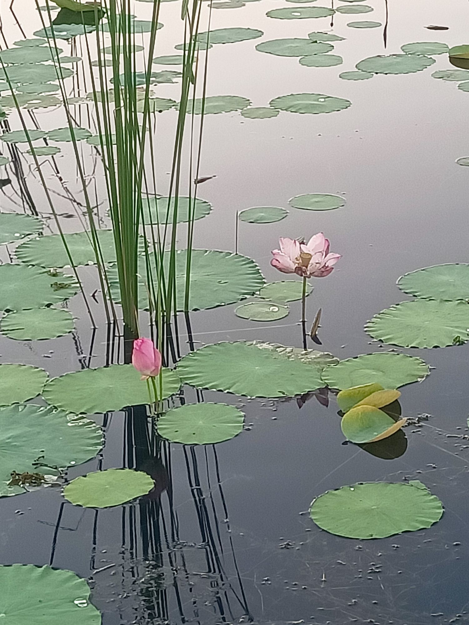 沙河湿地公园旅行图片 1