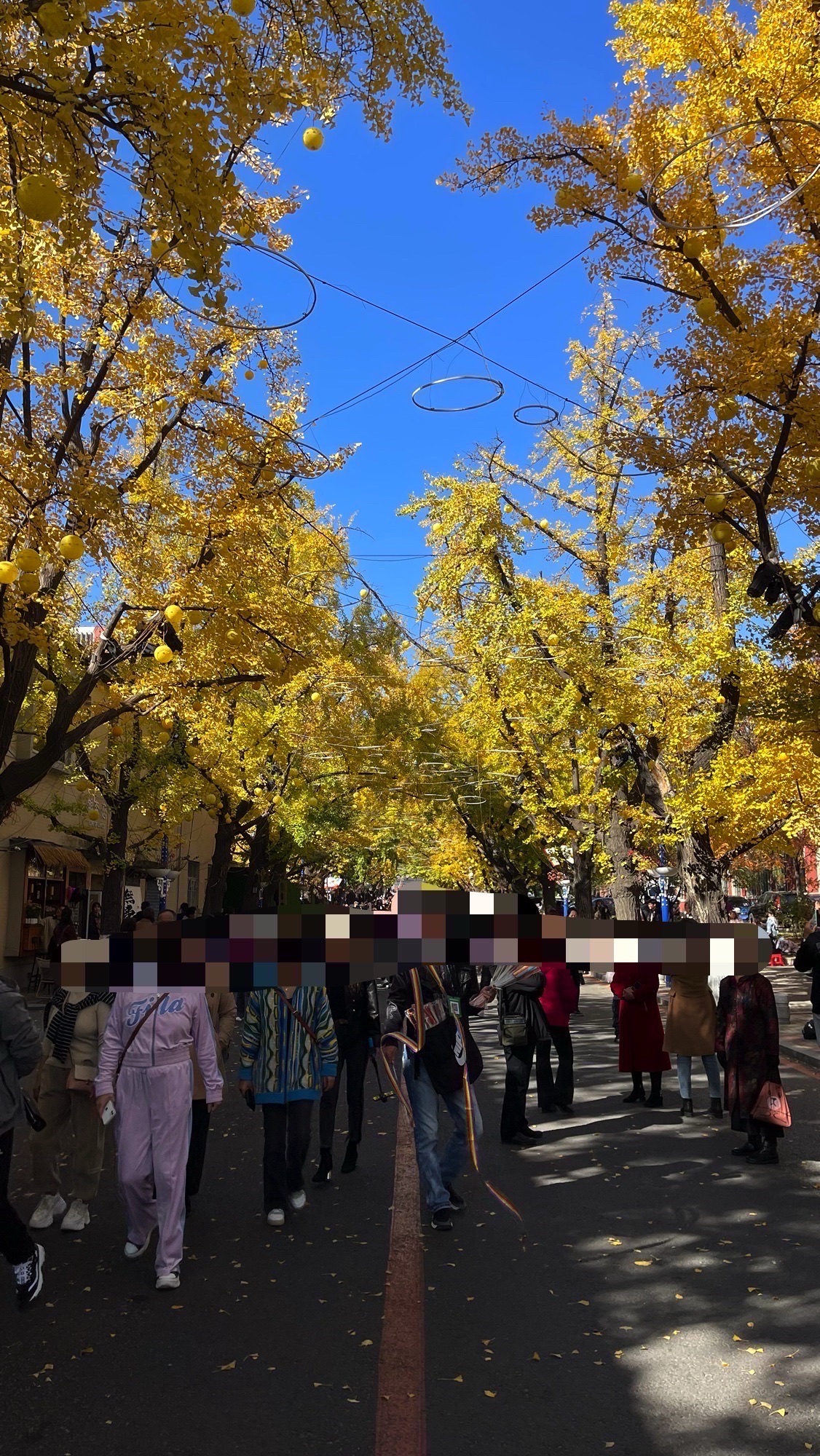 银杏黄金大道旅行图片 1