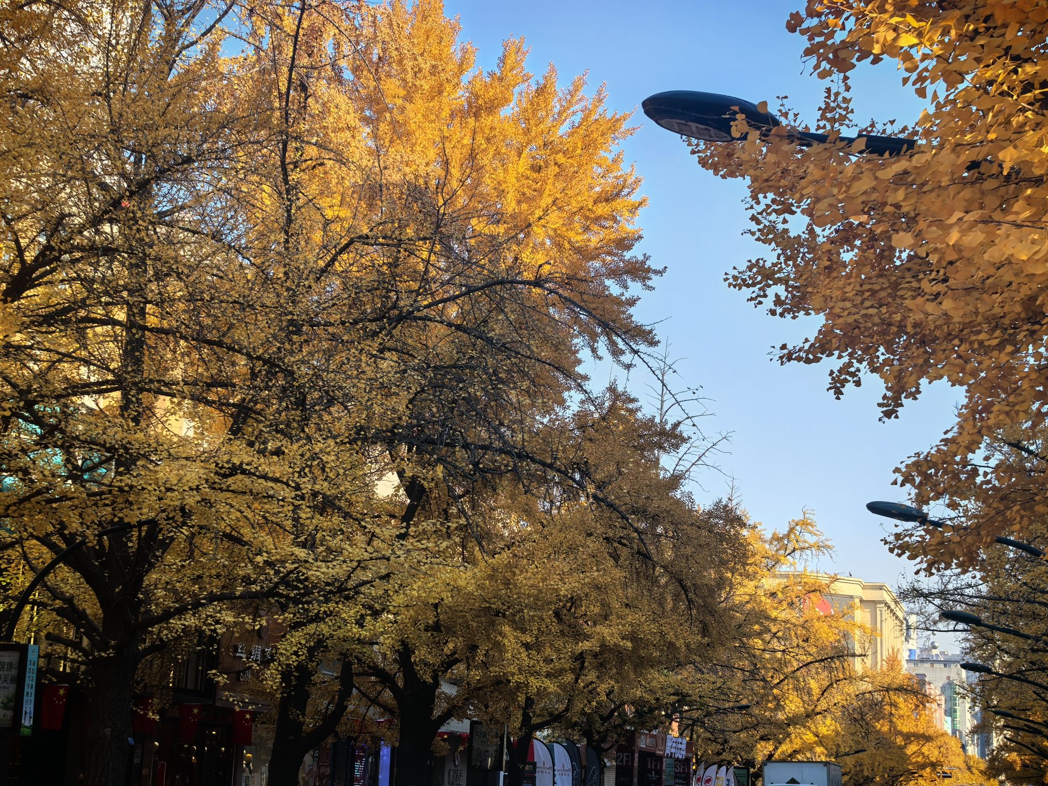银杏黄金大道旅行图片 1