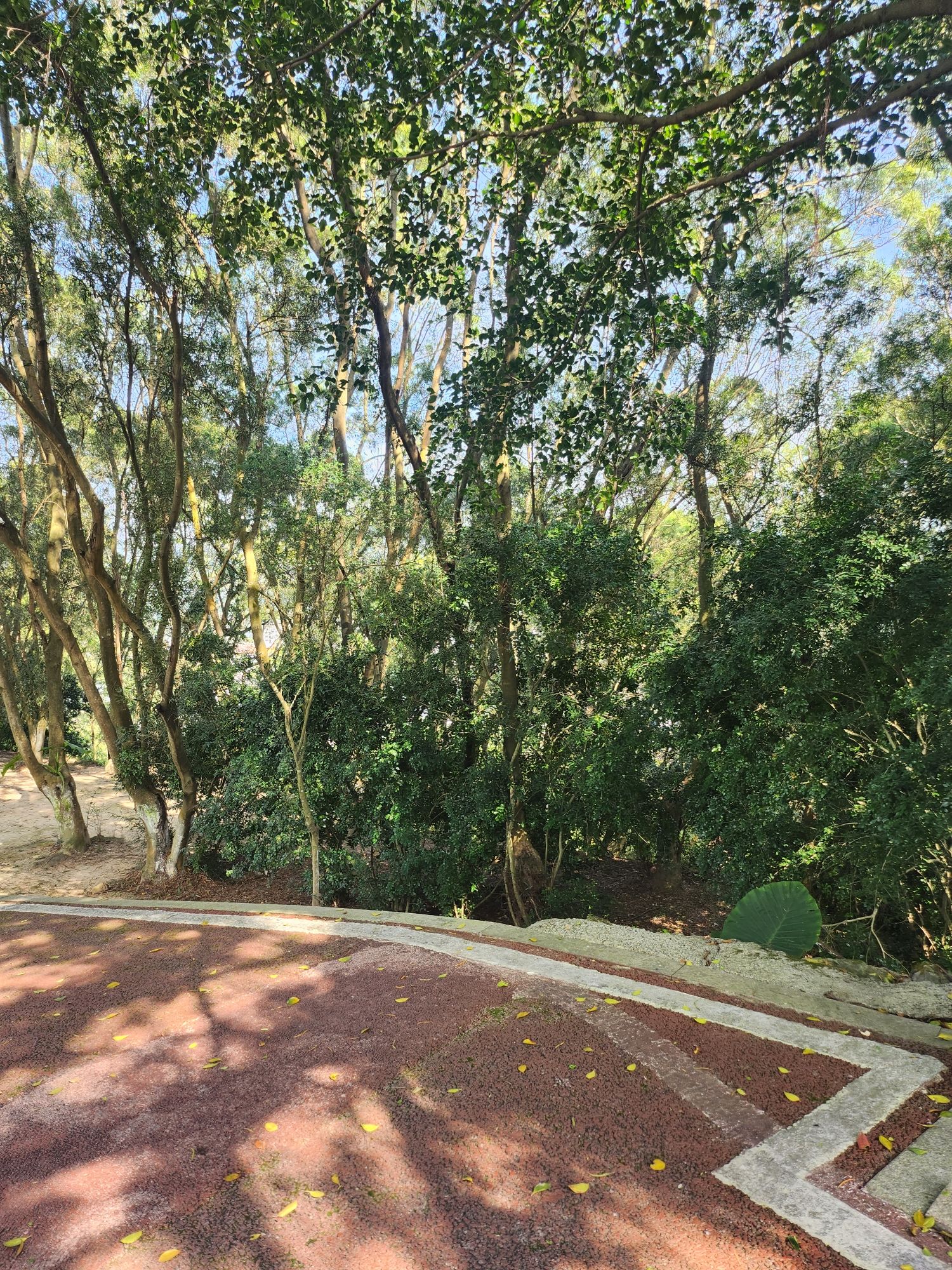 连江县含光塔生态公园旅行图片 3
