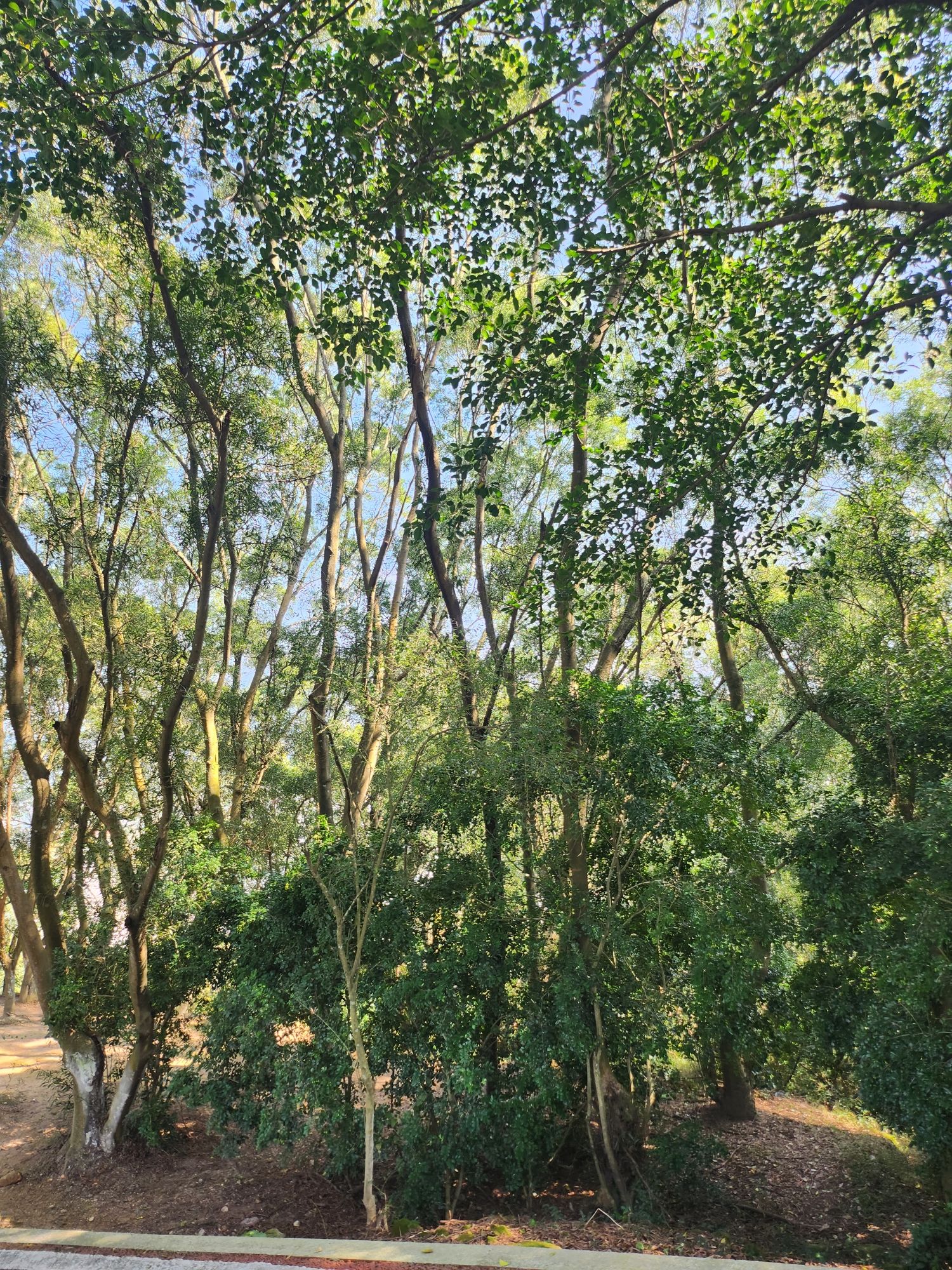 连江县含光塔生态公园旅行图片 3