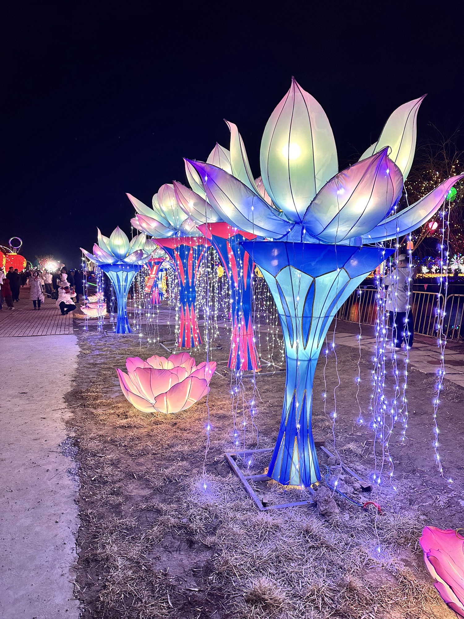 东营白鹭园湿地旅行图片 1