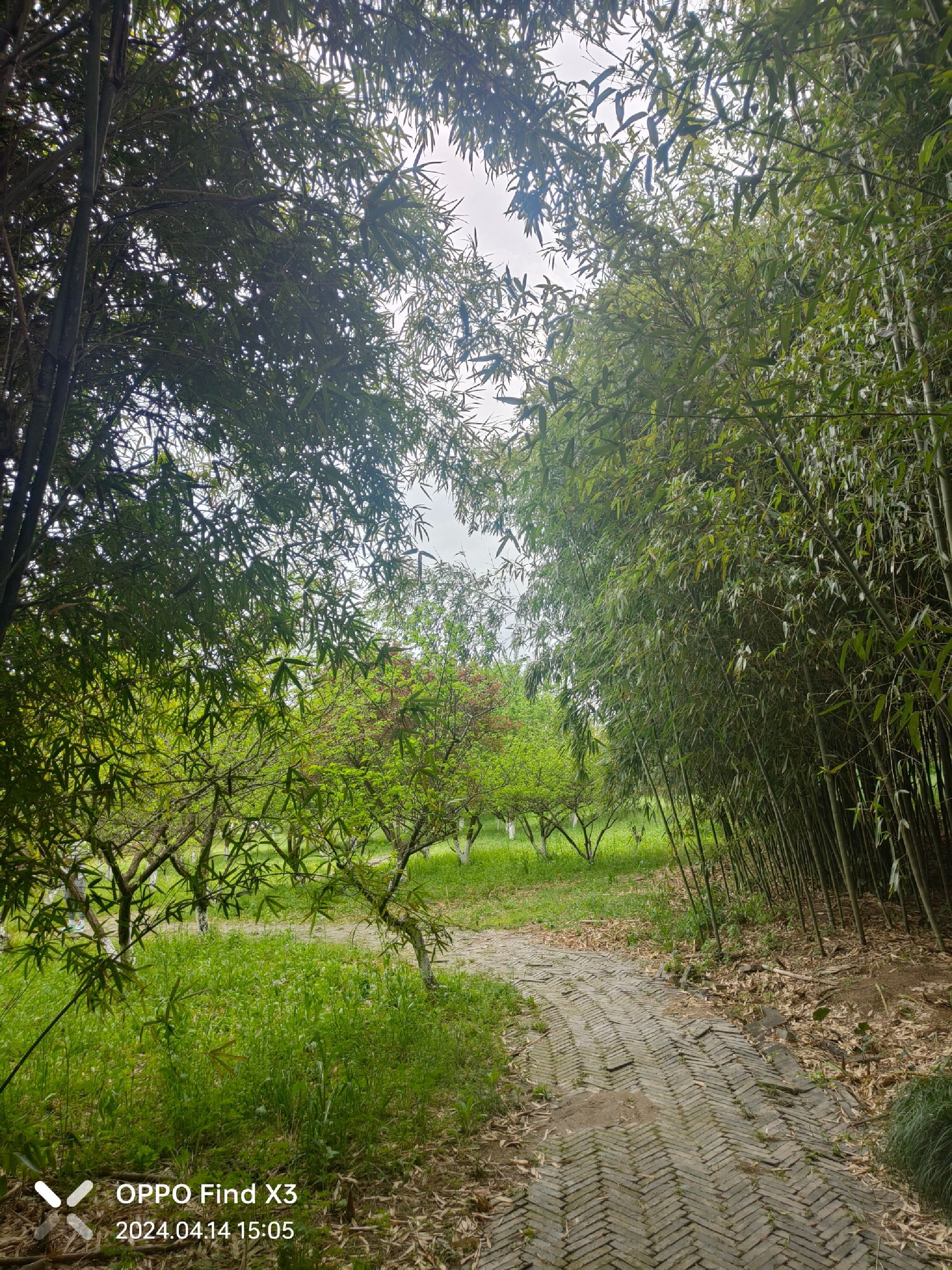花海旅行图片 1