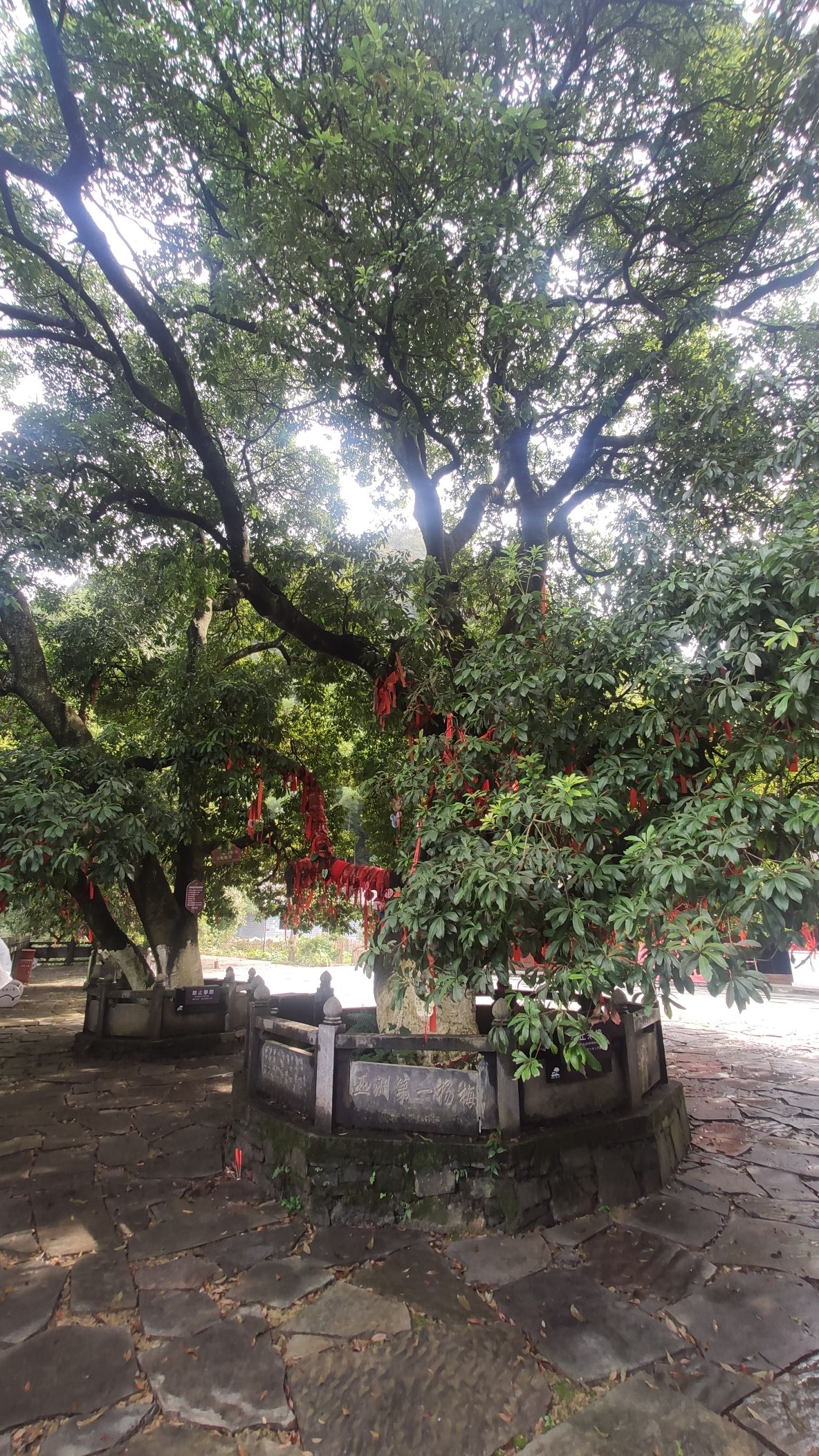 千年杨梅