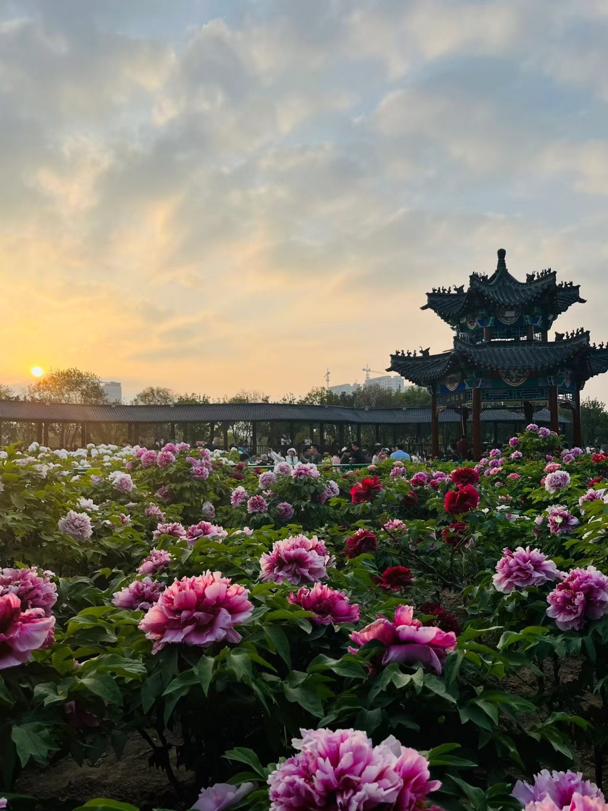 菏泽牡丹园(暂停开放)旅行图片 2
