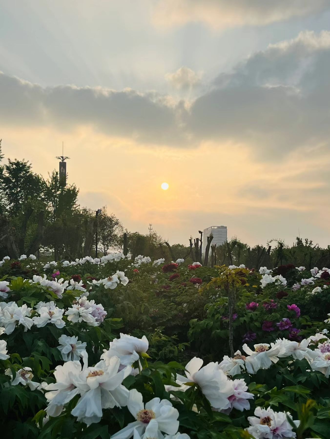 菏泽牡丹园(暂停开放)旅行图片 3