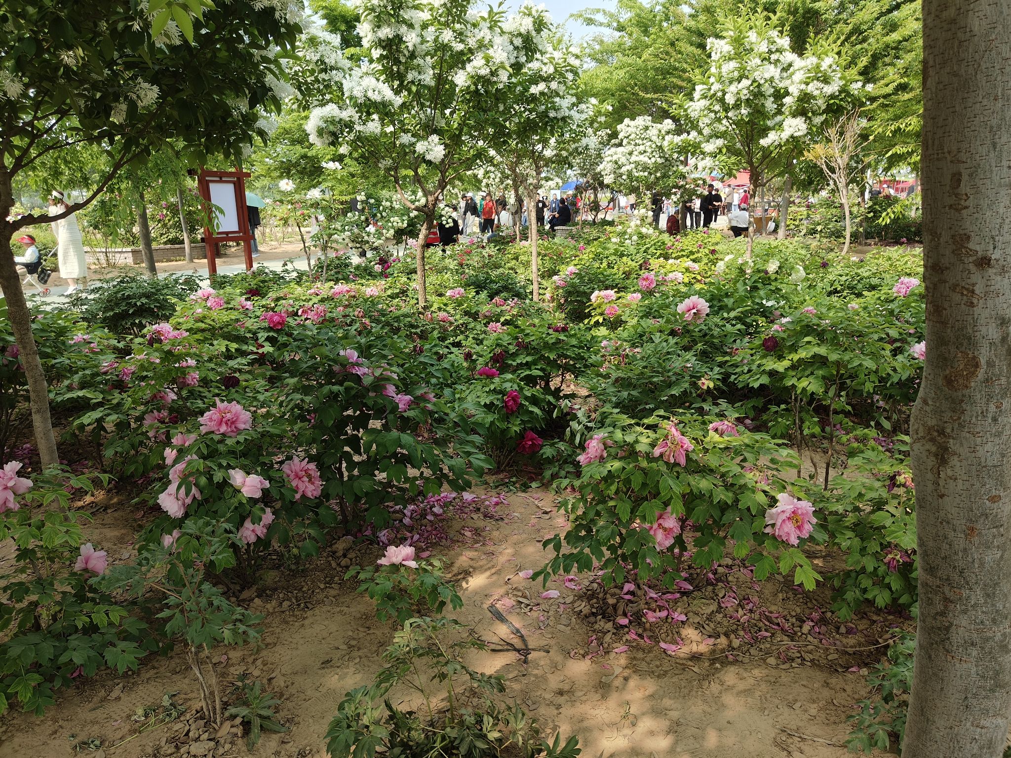 菏泽牡丹园(暂停开放)旅行图片 2