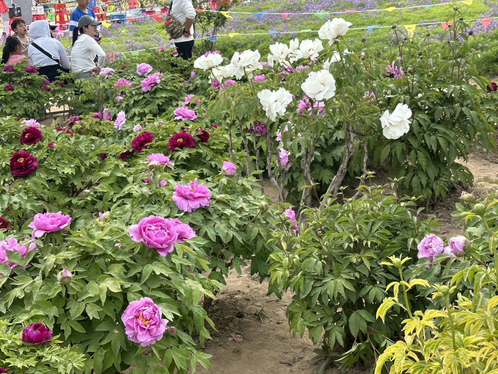 菏泽牡丹园(暂停开放)旅行图片 3