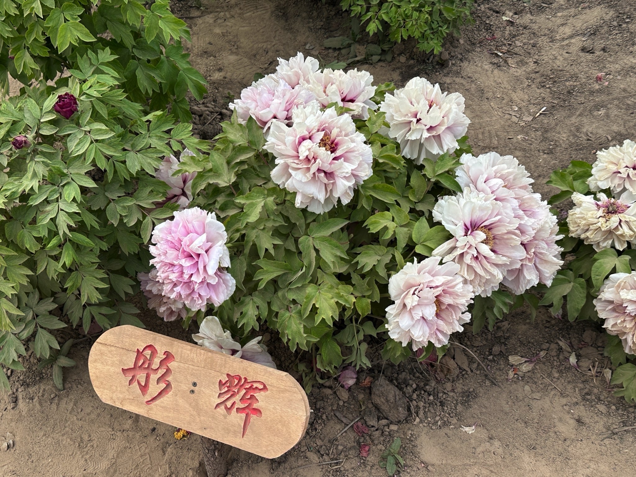菏泽牡丹园(暂停开放)旅行图片 2