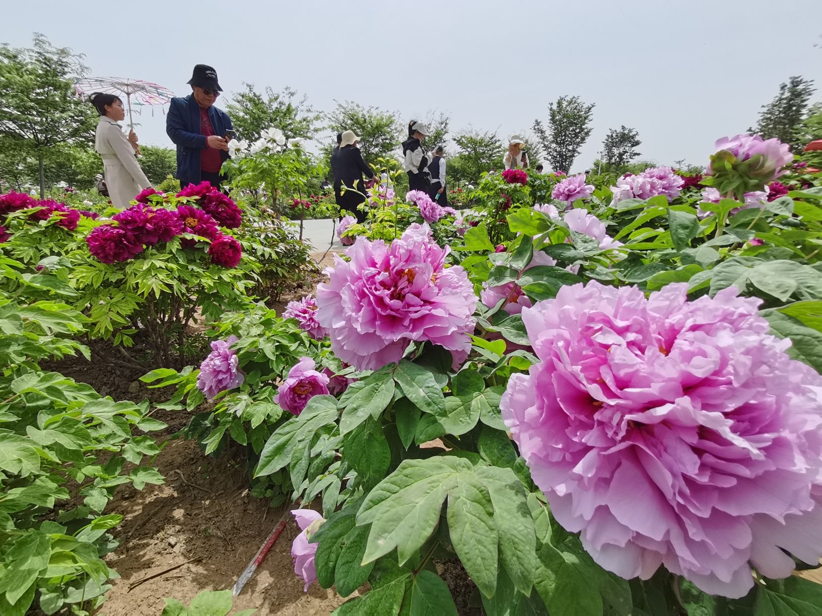 菏泽牡丹园(暂停开放)旅行图片 2