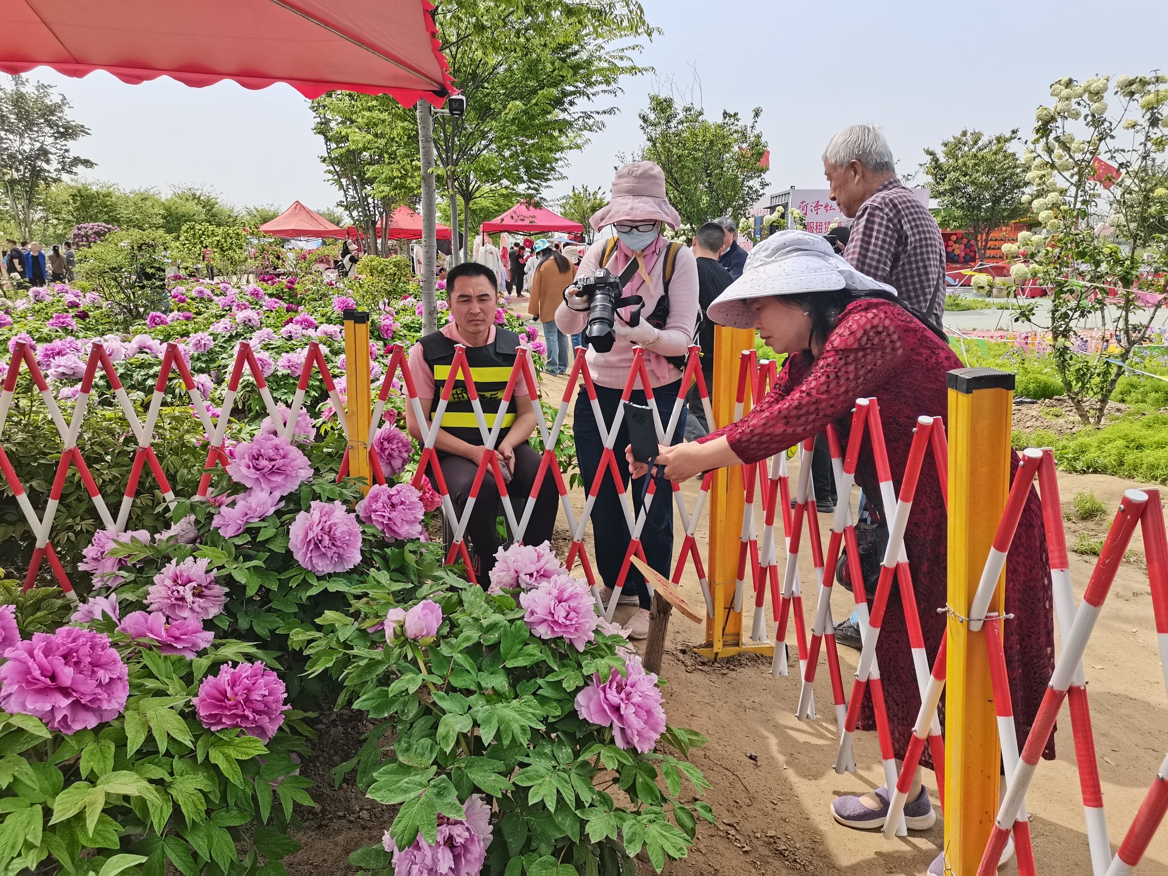 菏泽牡丹园(暂停开放)旅行图片 3