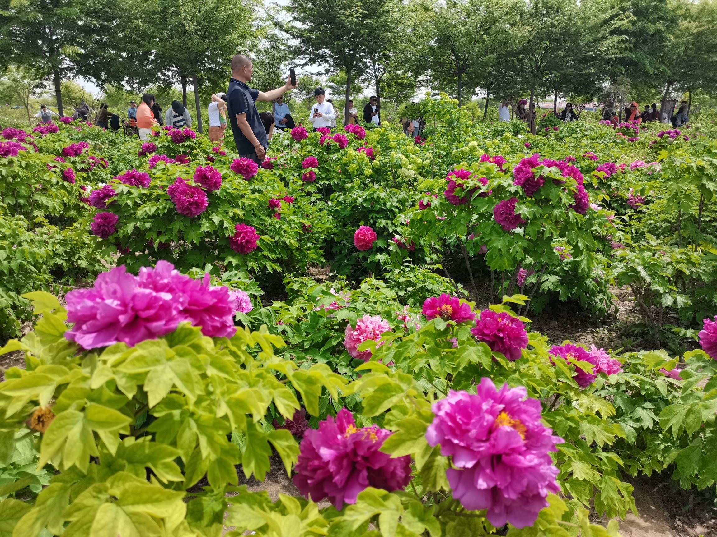 菏泽牡丹园(暂停开放)旅行图片 1