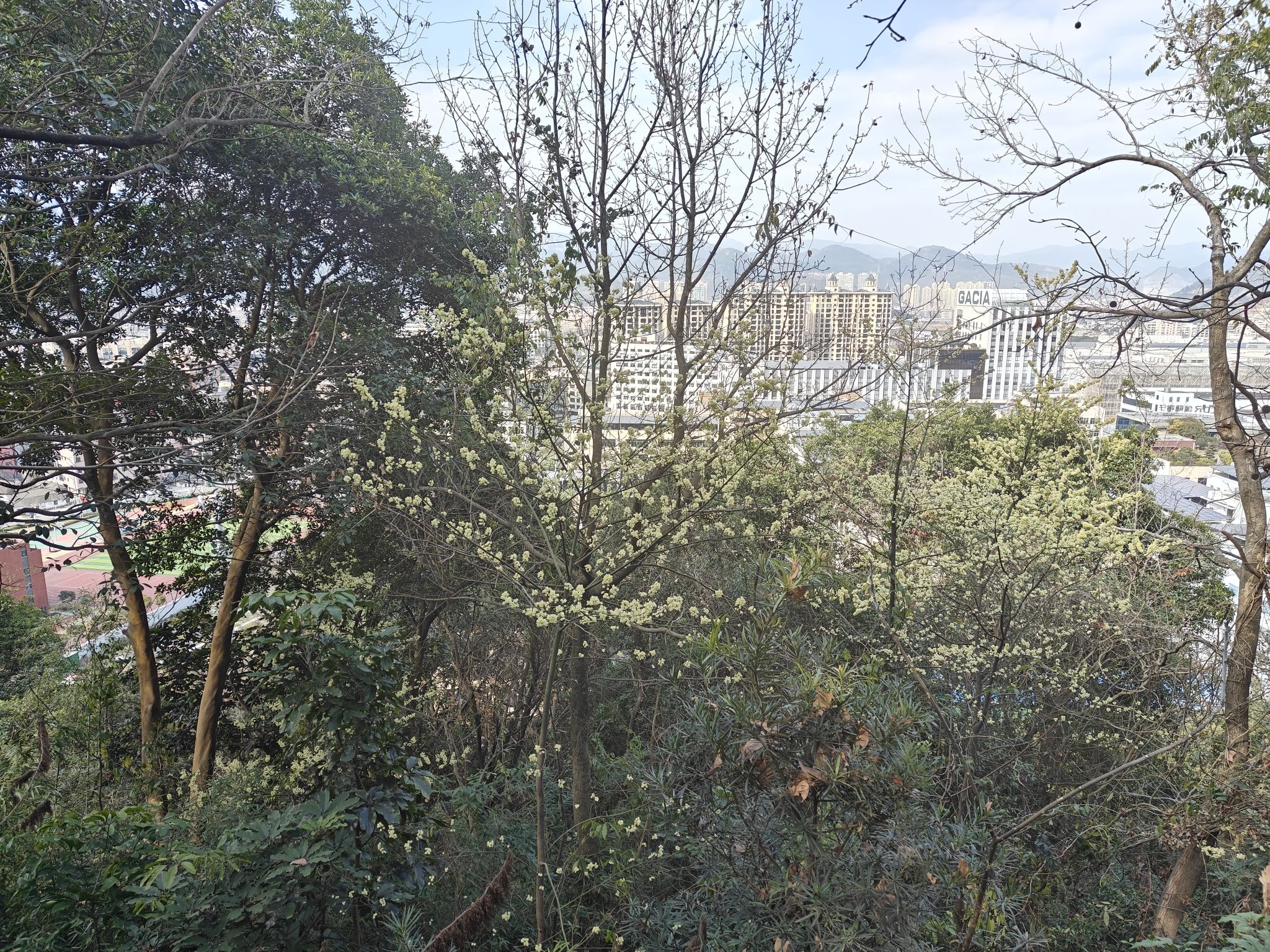 狮子山森林公园旅行图片 3