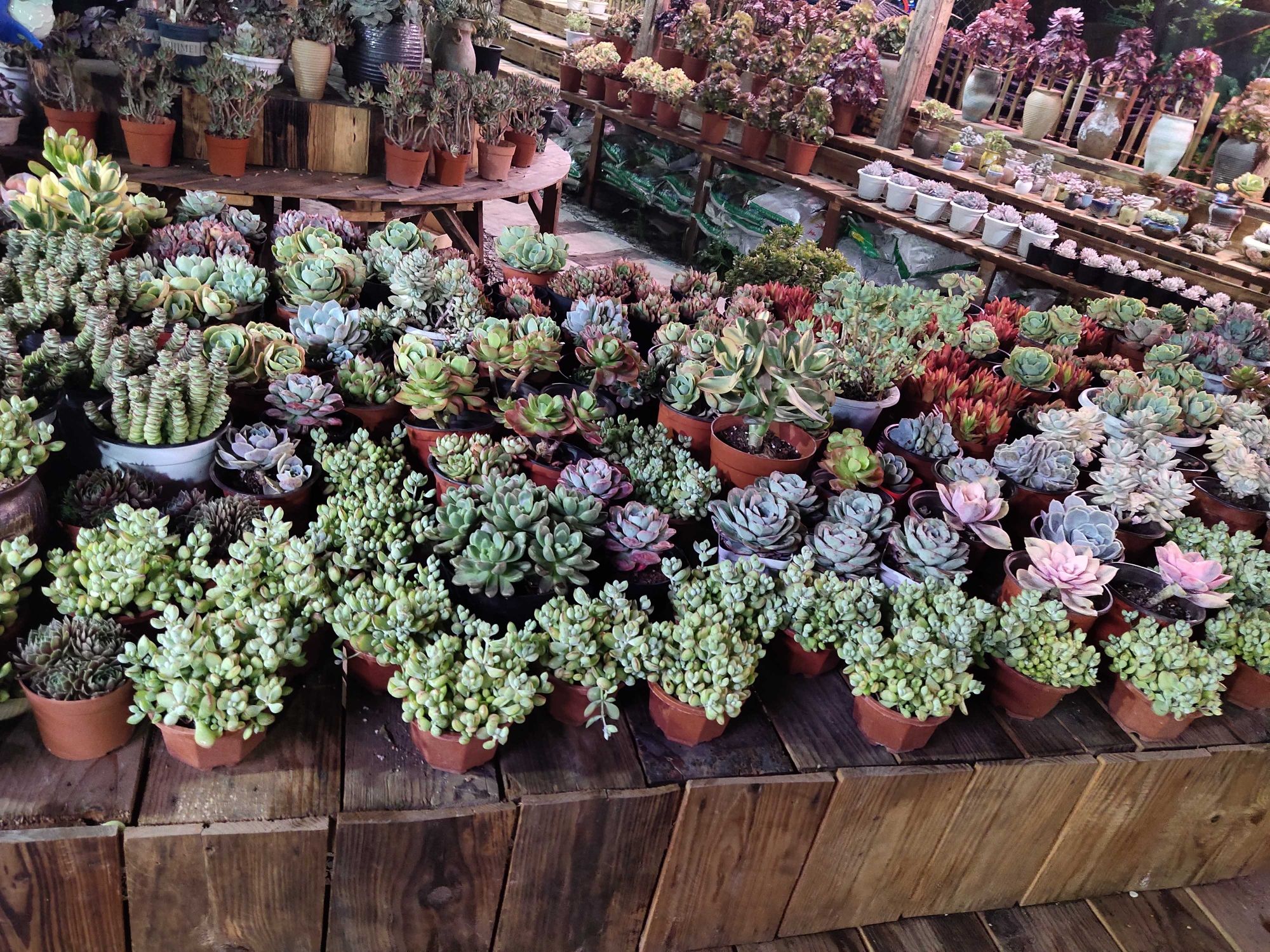 花卉园