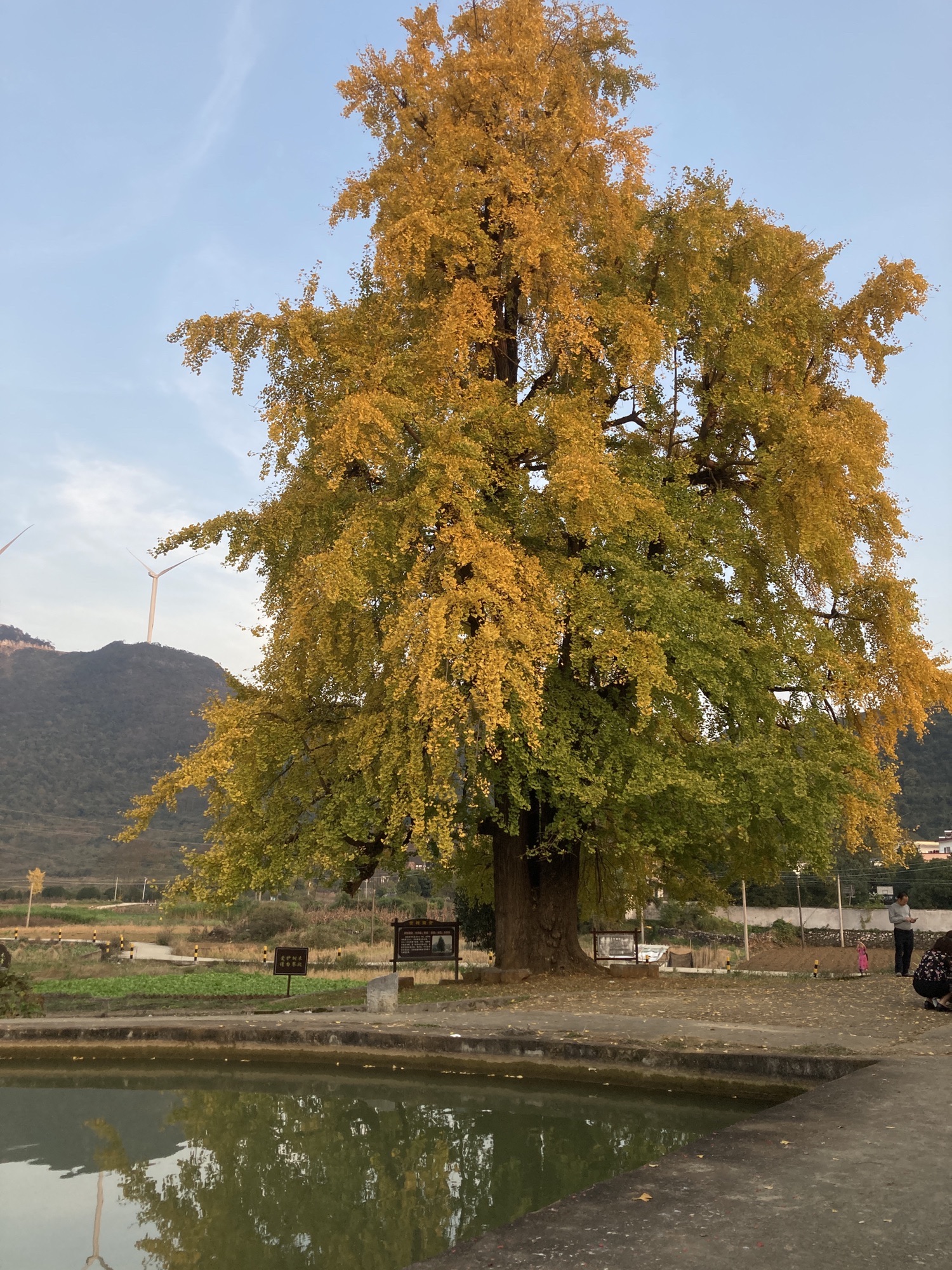 千年银杏景区旅行图片 3