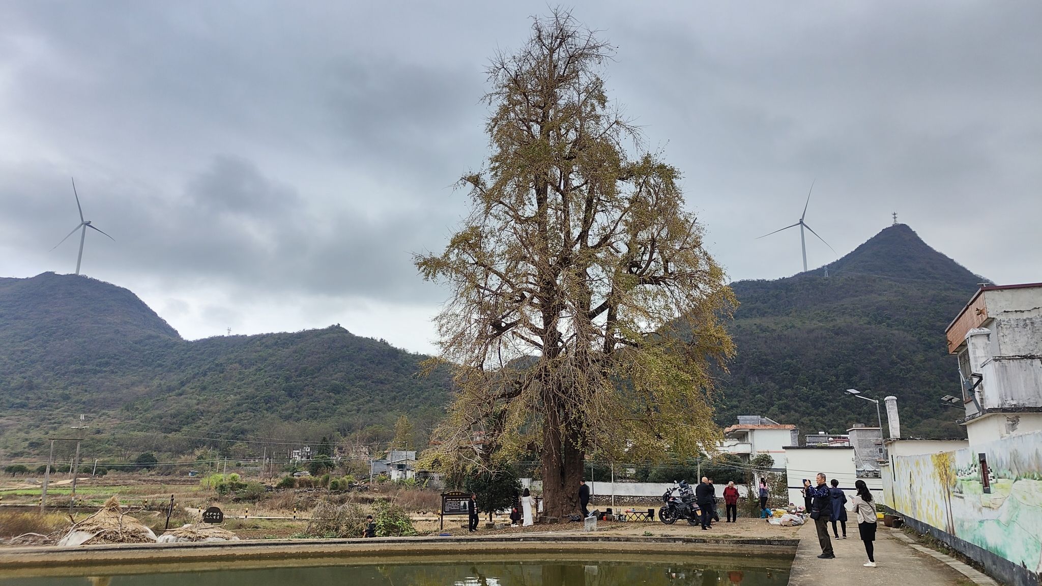 千年银杏景区旅行图片 1