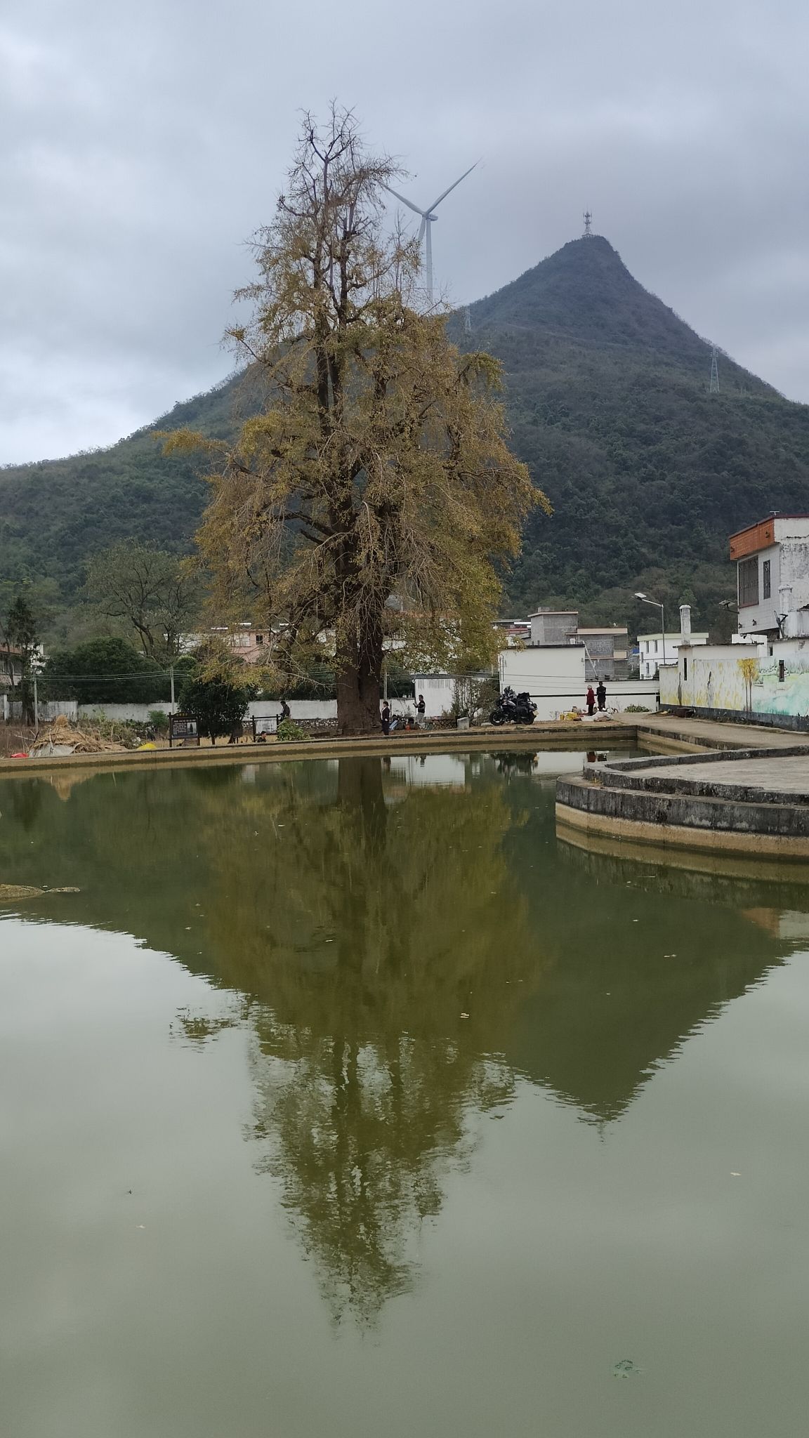 千年银杏景区旅行图片 2