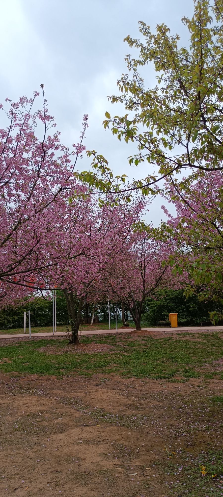 花庄堡樱花园旅行图片 1
