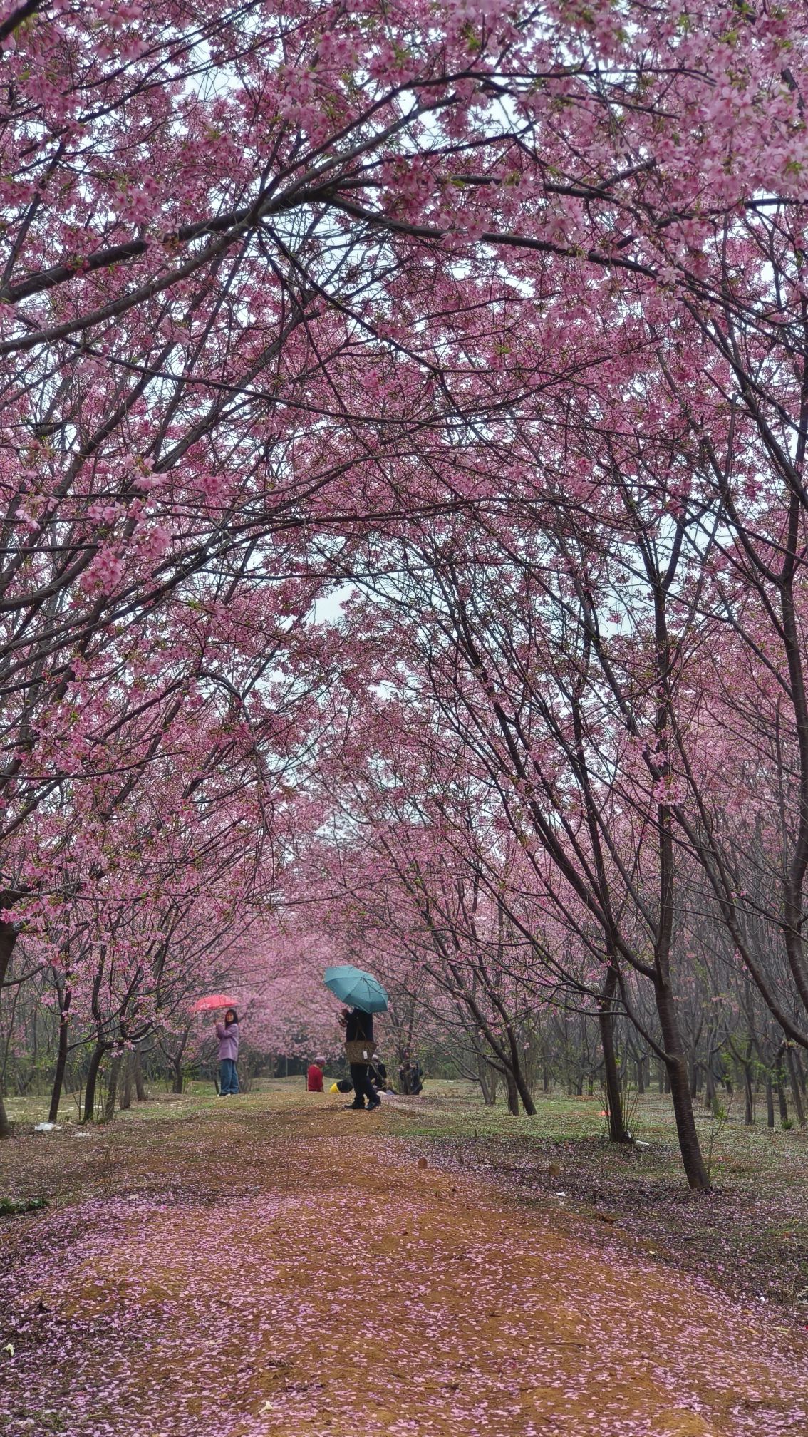 花庄堡樱花园旅行图片 2