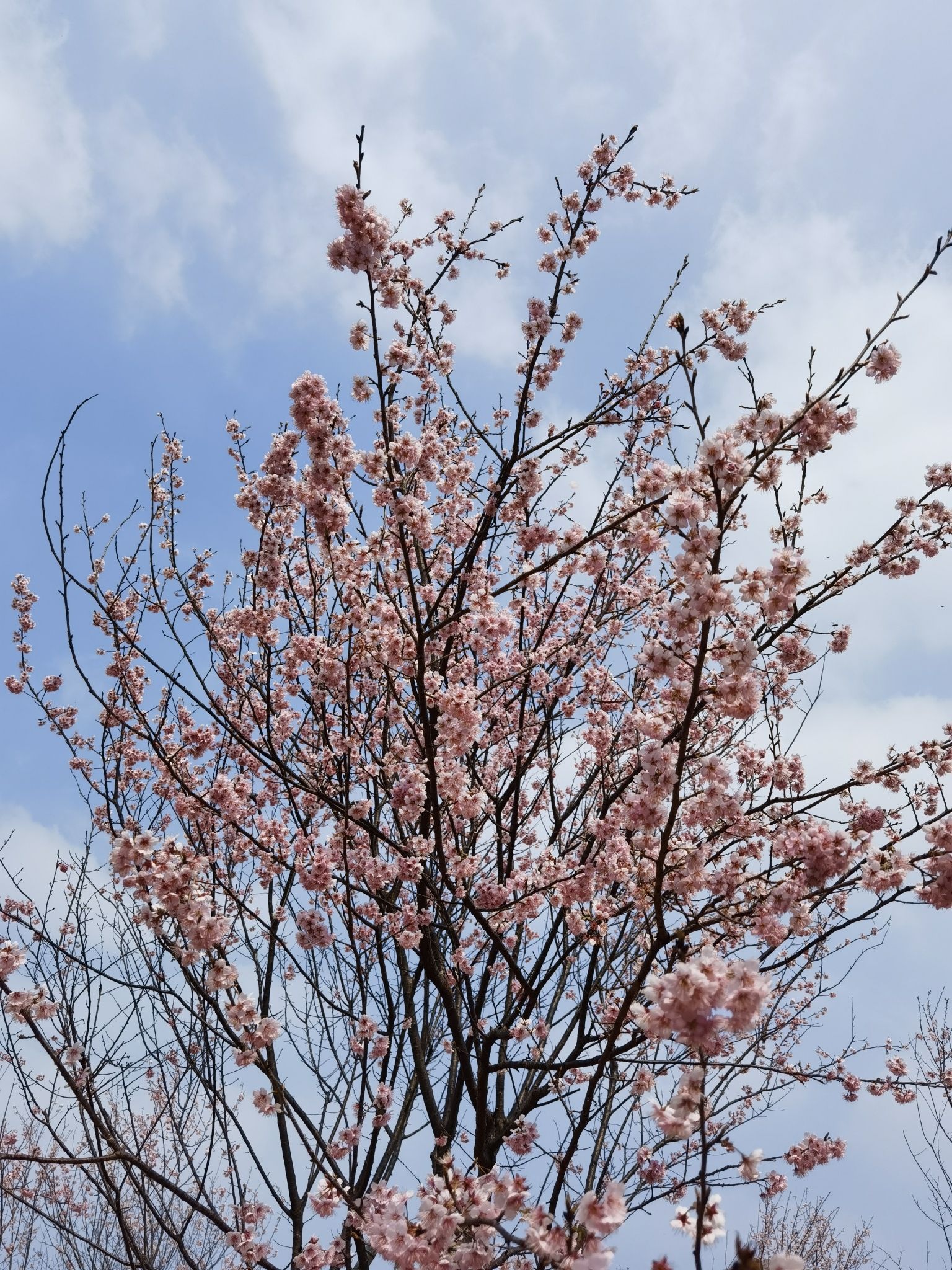 花庄堡樱花园旅行图片 3
