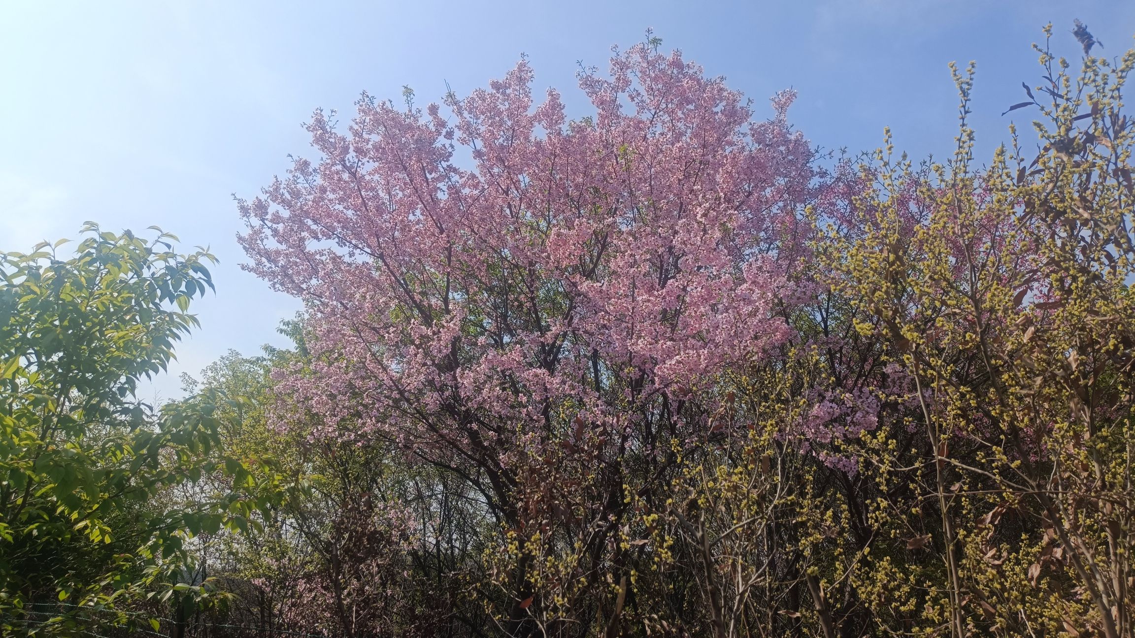 花庄堡樱花园旅行图片 1