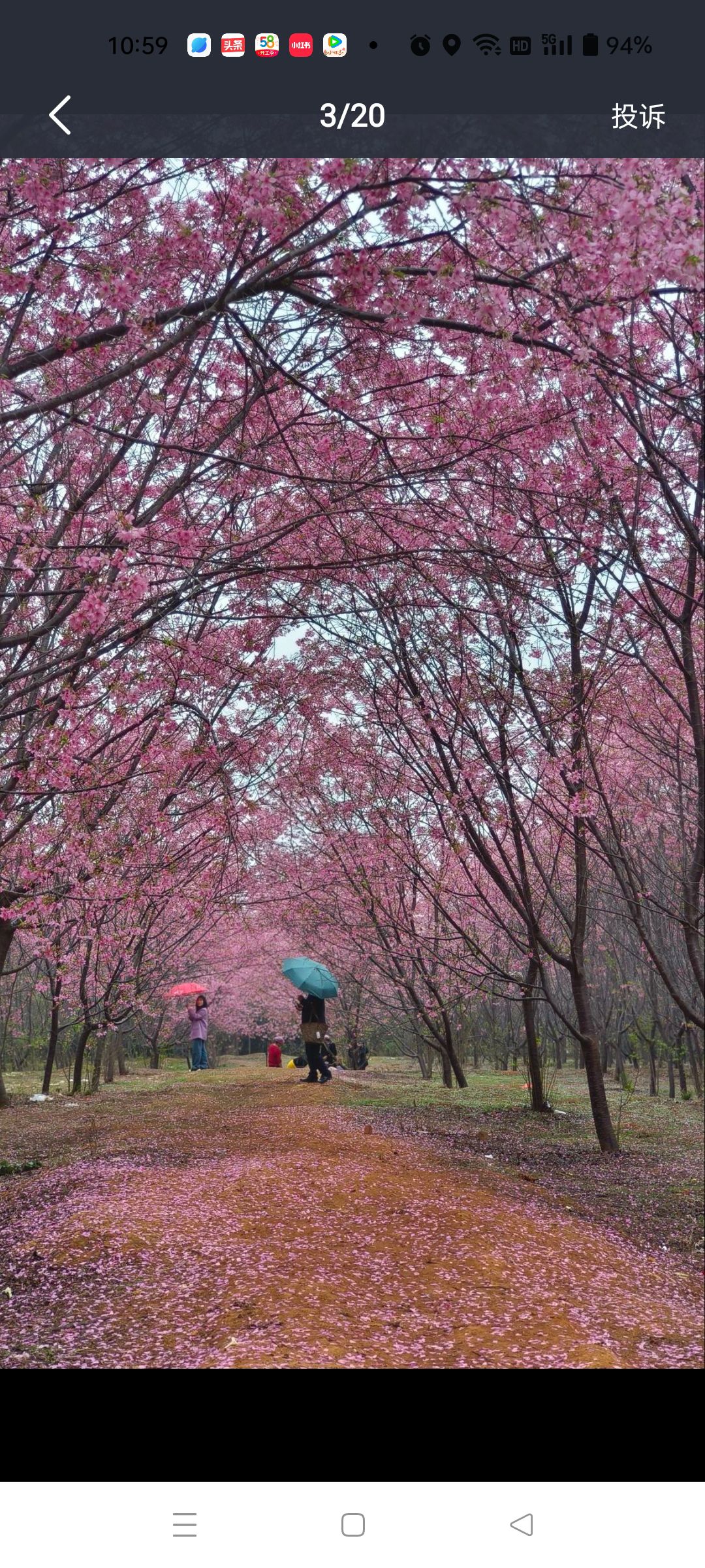花庄堡樱花园旅行图片 2