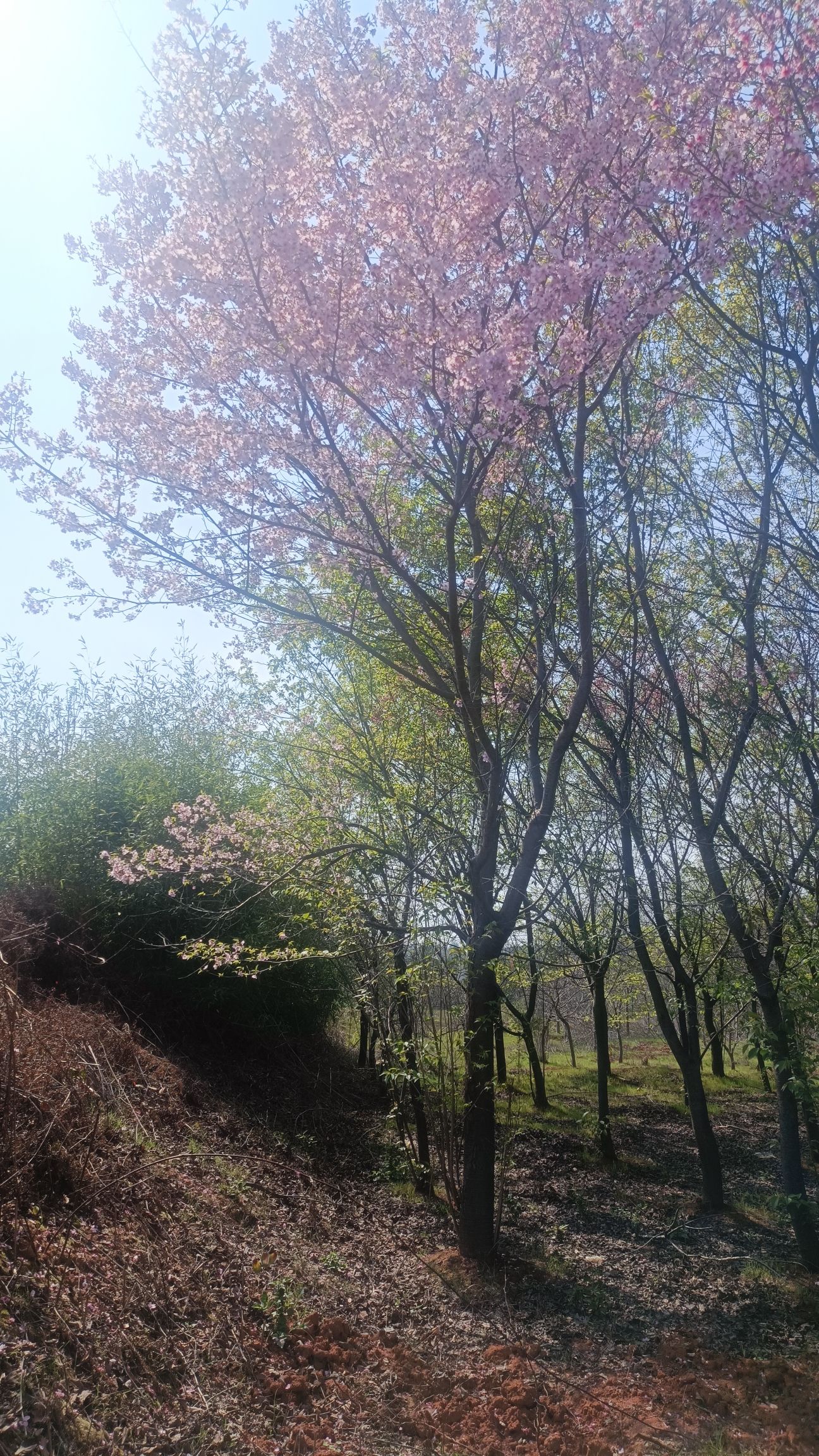 花庄堡樱花园旅行图片 2