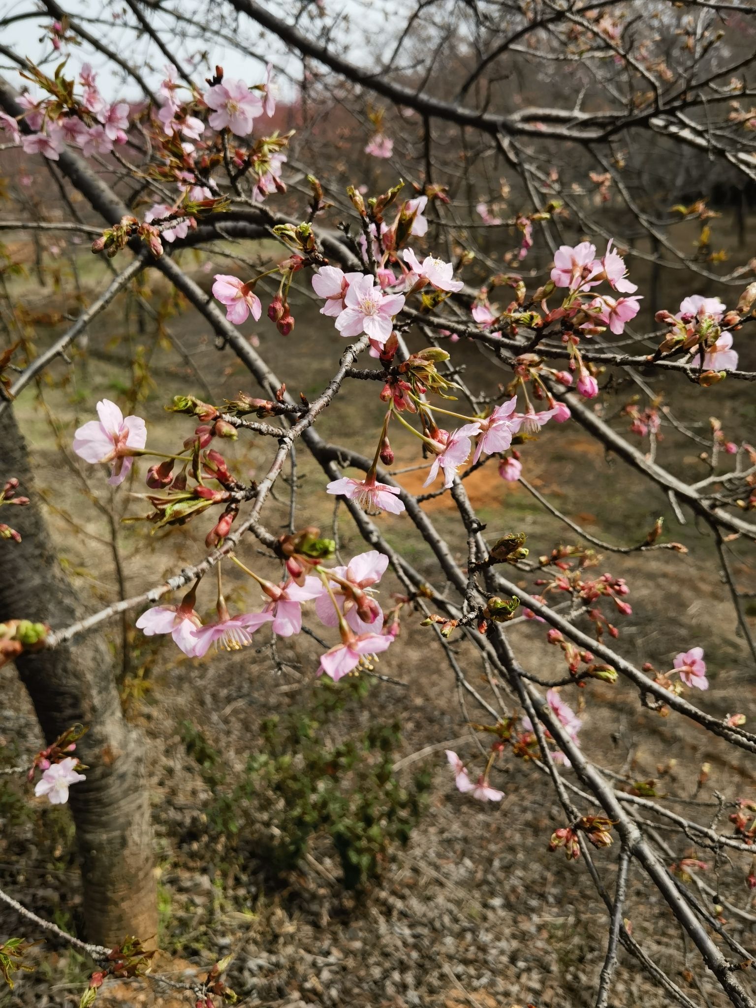 花庄堡樱花园旅行图片 2