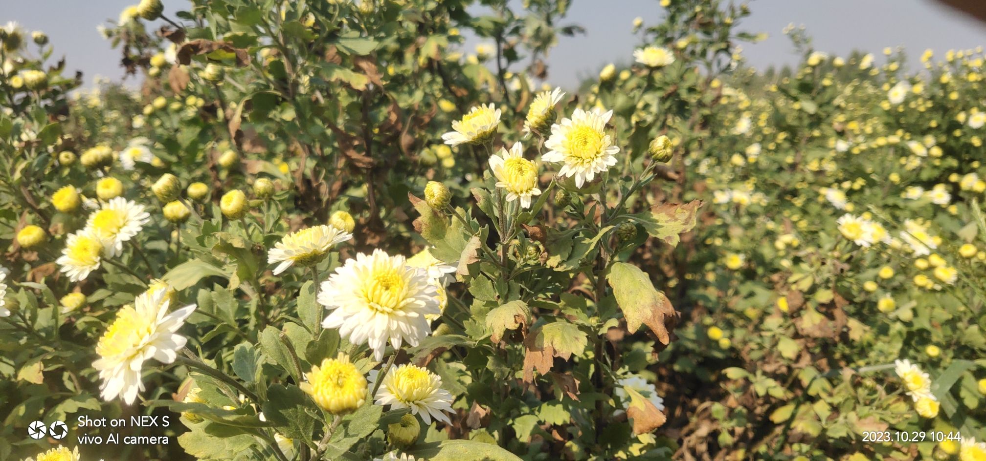 方城清河菊花园旅行图片 3