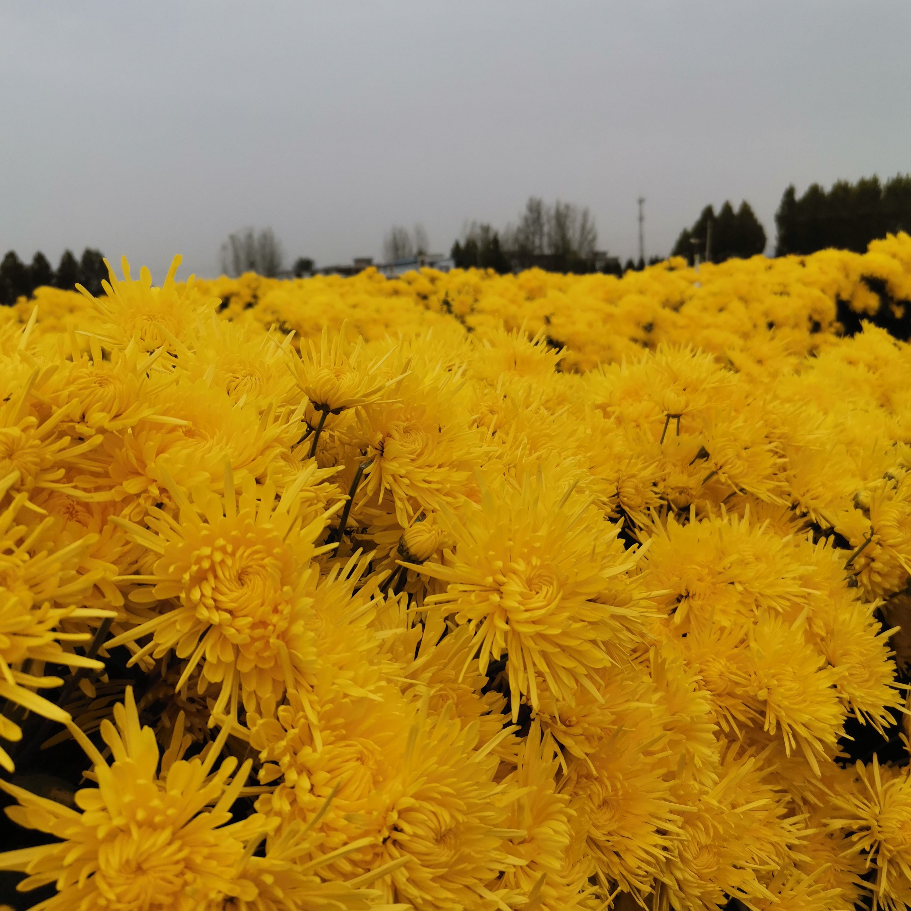 方城清河菊花园旅行图片 3