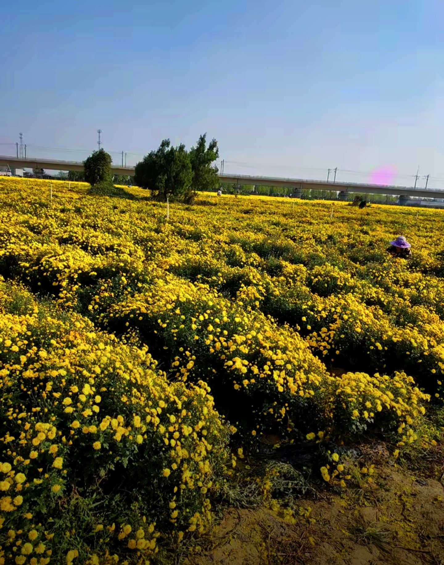 方城清河菊花园旅行图片 1