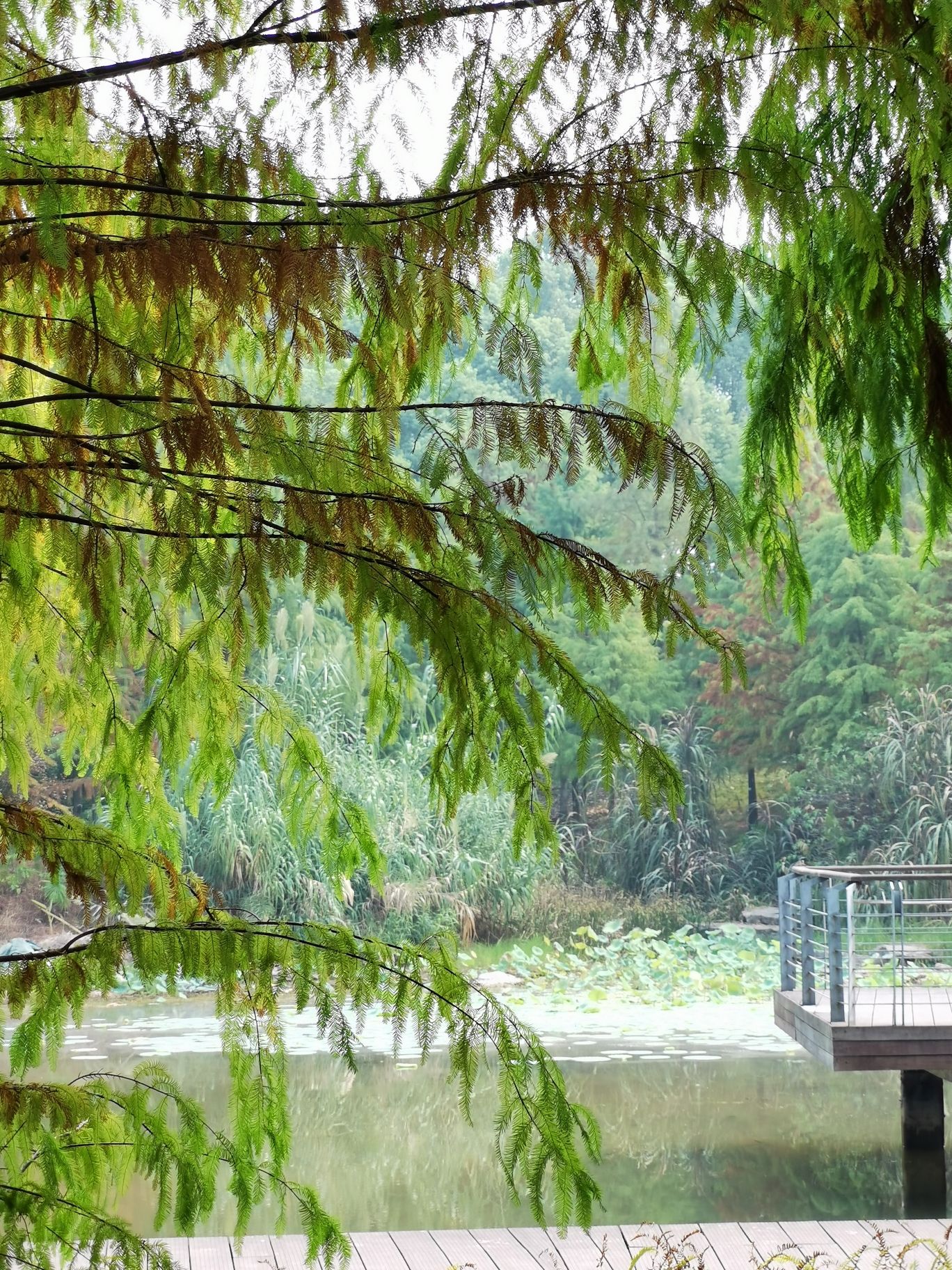礼嘉智慧公园旅行图片 3
